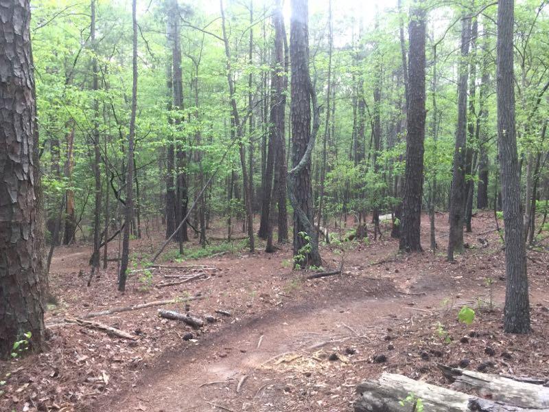 A winding dirt path leading through a lush green forest, surrounded by tall trees and underbrush. Sunlight filters through the leaves, creating a serene and tranquil atmosphere. Big Creek mountain bike trail.