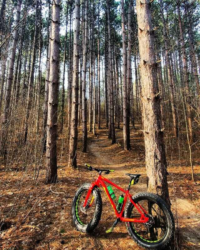 A bright red bike with wide tires is leaned against a tree in a dense forest of tall pine trees. A winding dirt path is visible in the background, surrounded by fallen pine needles on the ground. The scene captures a serene outdoor setting, ideal for biking and exploration. Island Lake mountain bike trail.
