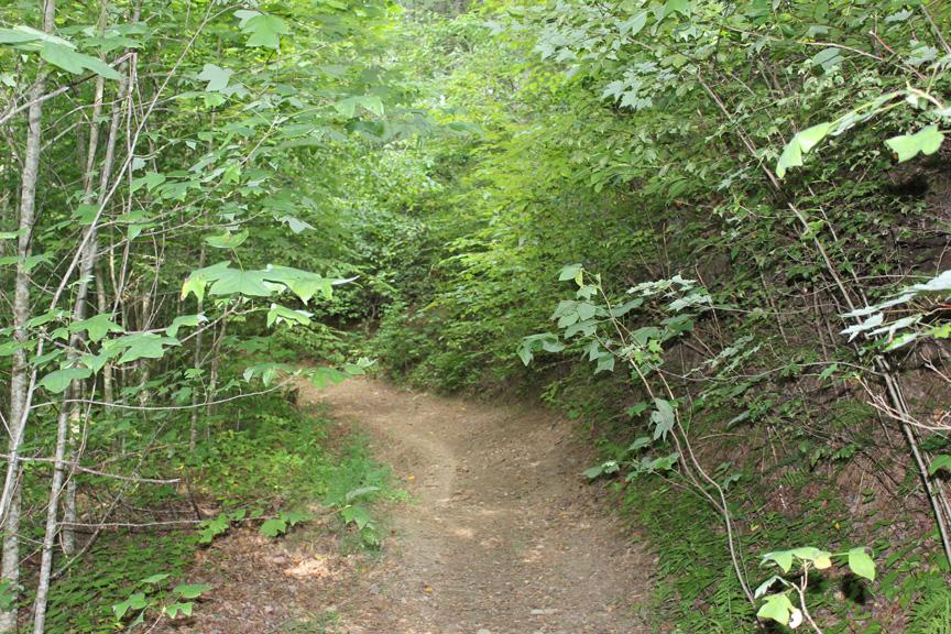 A narrow dirt path winding through a lush green forest, bordered by dense trees and foliage on both sides. The scene is tranquil and inviting, with sunlight filtering through the leaves, creating a serene natural atmosphere. Grape Smuggler mountain bike trail.