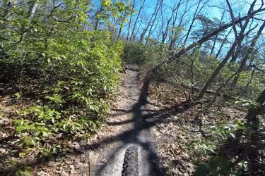 A mountain bike trail winding through a lush forest with greenery and scattered leaves on the ground, under a clear blue sky. The view is from the perspective of a cyclist, showing the tire of the bike and a narrow dirt path surrounded by trees and bushes. Allaire State Park mountain bike trail.