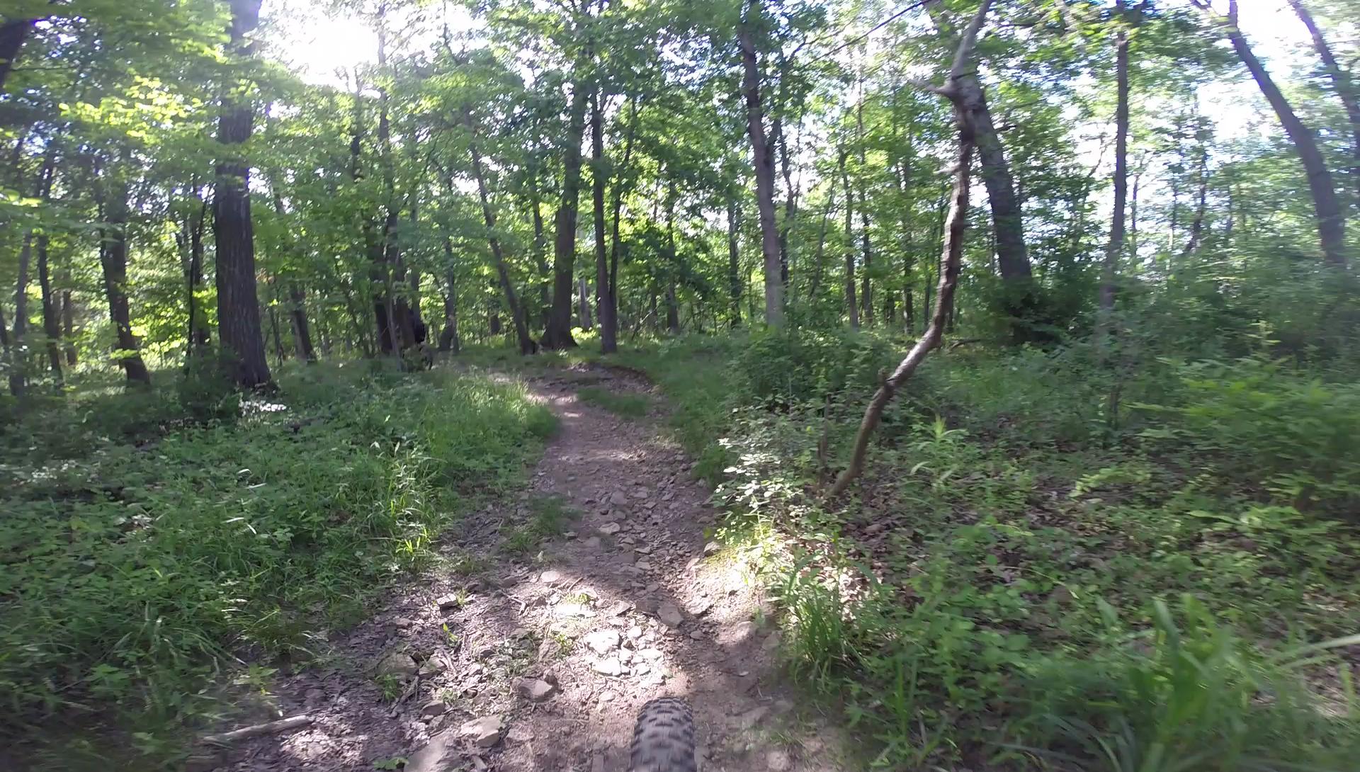 A dirt trail winding through a lush green forest, surrounded by tall trees and dense vegetation, with sunlight filtering through the leaves. Allaire State Park mountain bike trail.