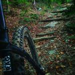 Specialized Carve Expert 29er: Close-up view of a mountain bike tire on a rocky, leaf-covered trail leading through a lush green forest. Steps made of natural materials are visible in the background, suggesting a challenging path ahead.