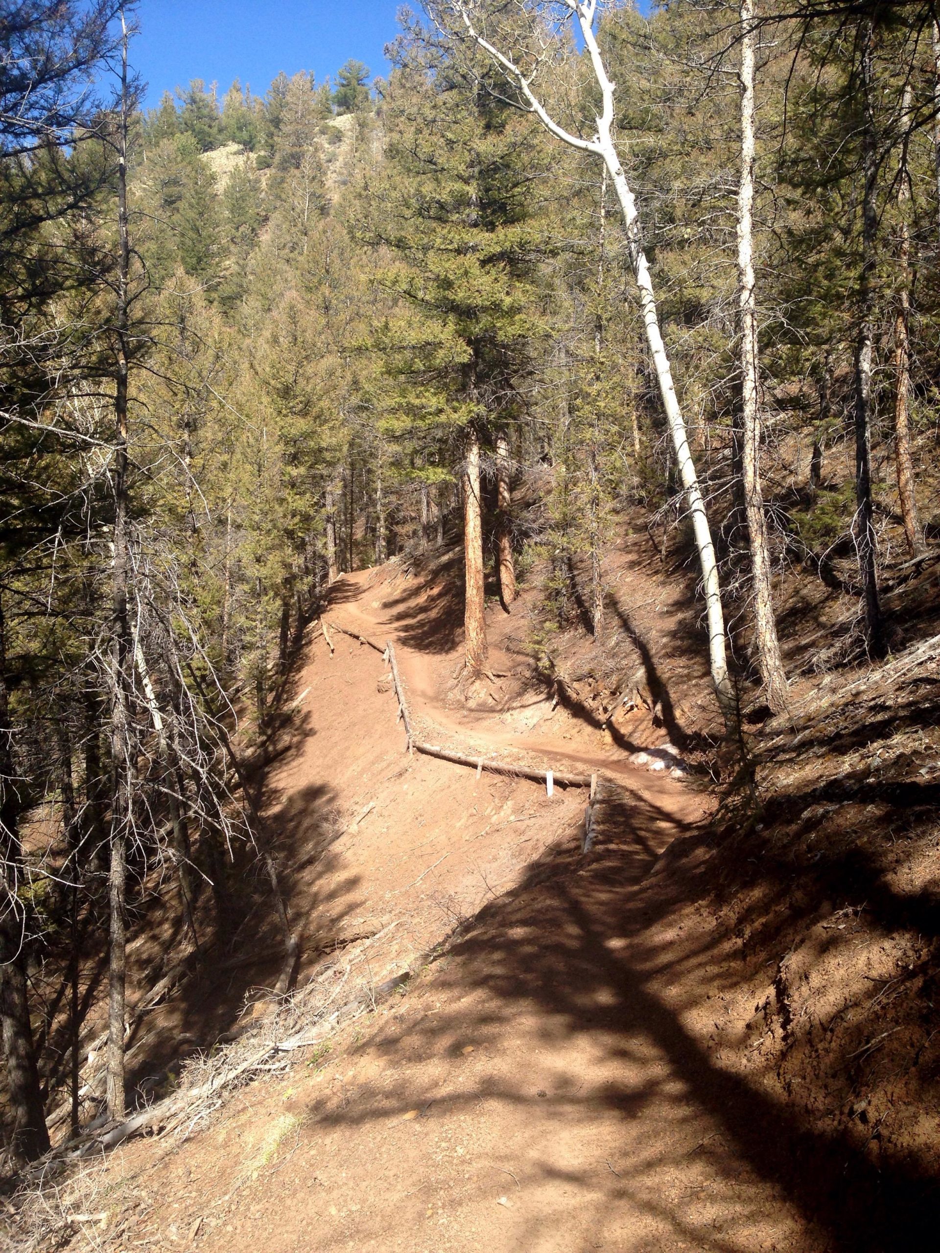 A winding dirt trail surrounded by tall pine trees under a clear blue sky. The trail leads through a forested area characterized by a mix of green foliage and exposed earth, with gentle slopes and shadows cast by the trees. Rainbow Trail: Silver Creek to Hwy 285 mountain bike trail.