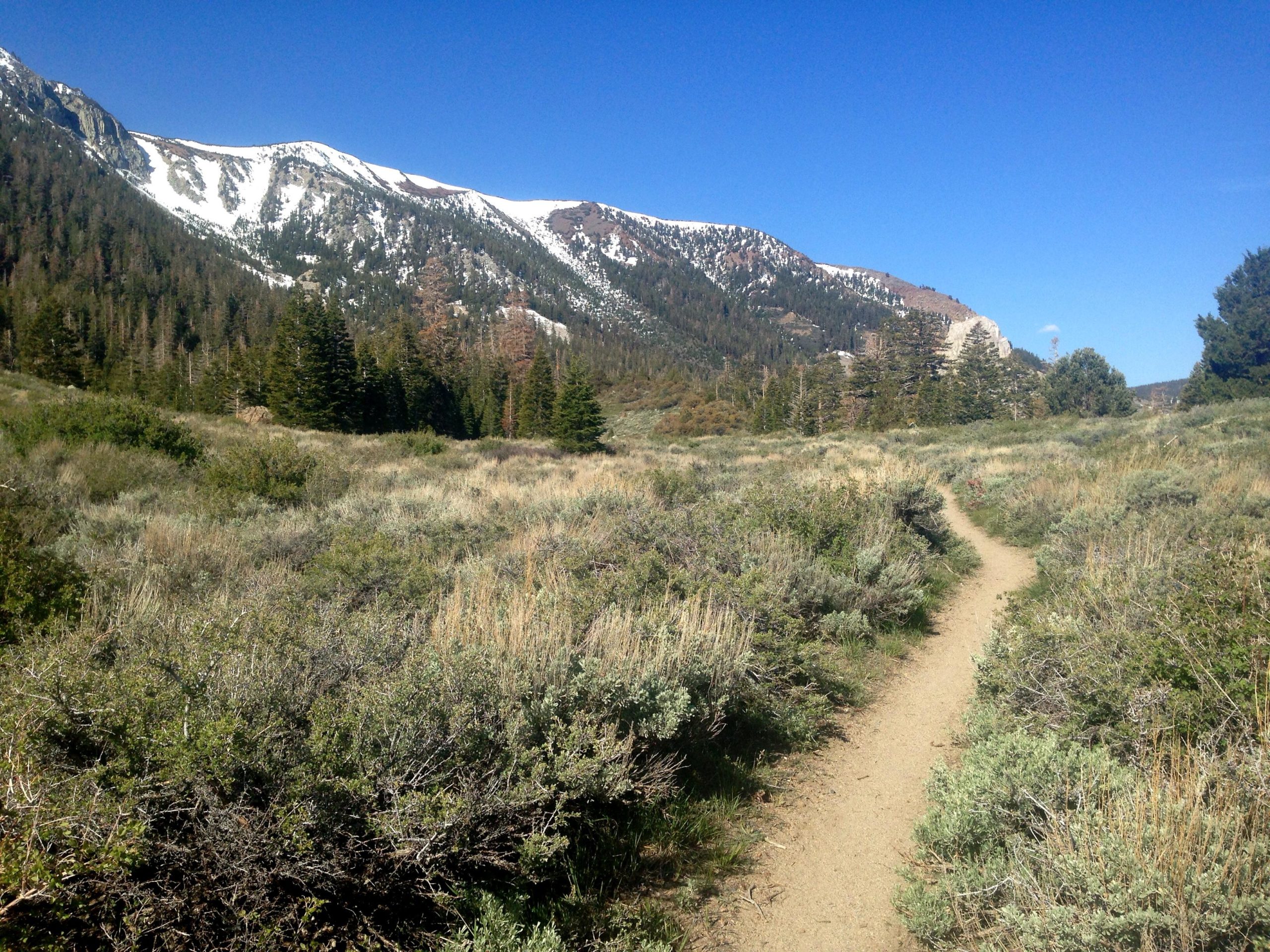 A scenic view of a winding dirt path leading through a grassy meadow, surrounded by lush shrubs and trees. In the background, snow-capped mountains rise under a clear blue sky, creating a tranquil natural landscape. Mammoth Rock Trail mountain bike trail.