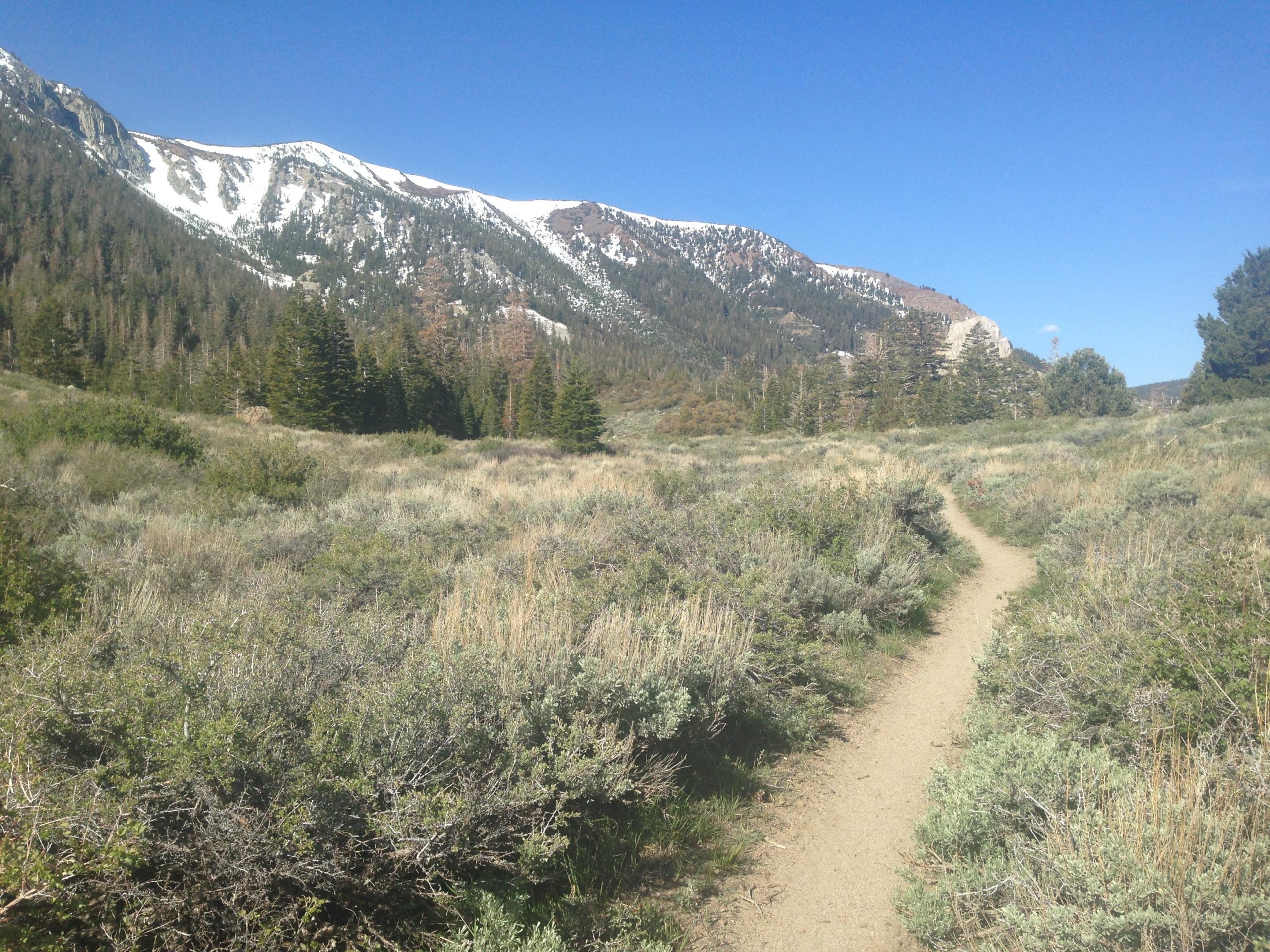 A winding dirt trail bordered by shrubs and grasses, leading through a mountainous landscape with snow-capped peaks in the background under a clear blue sky. Mammoth Rock Trail mountain bike trail.