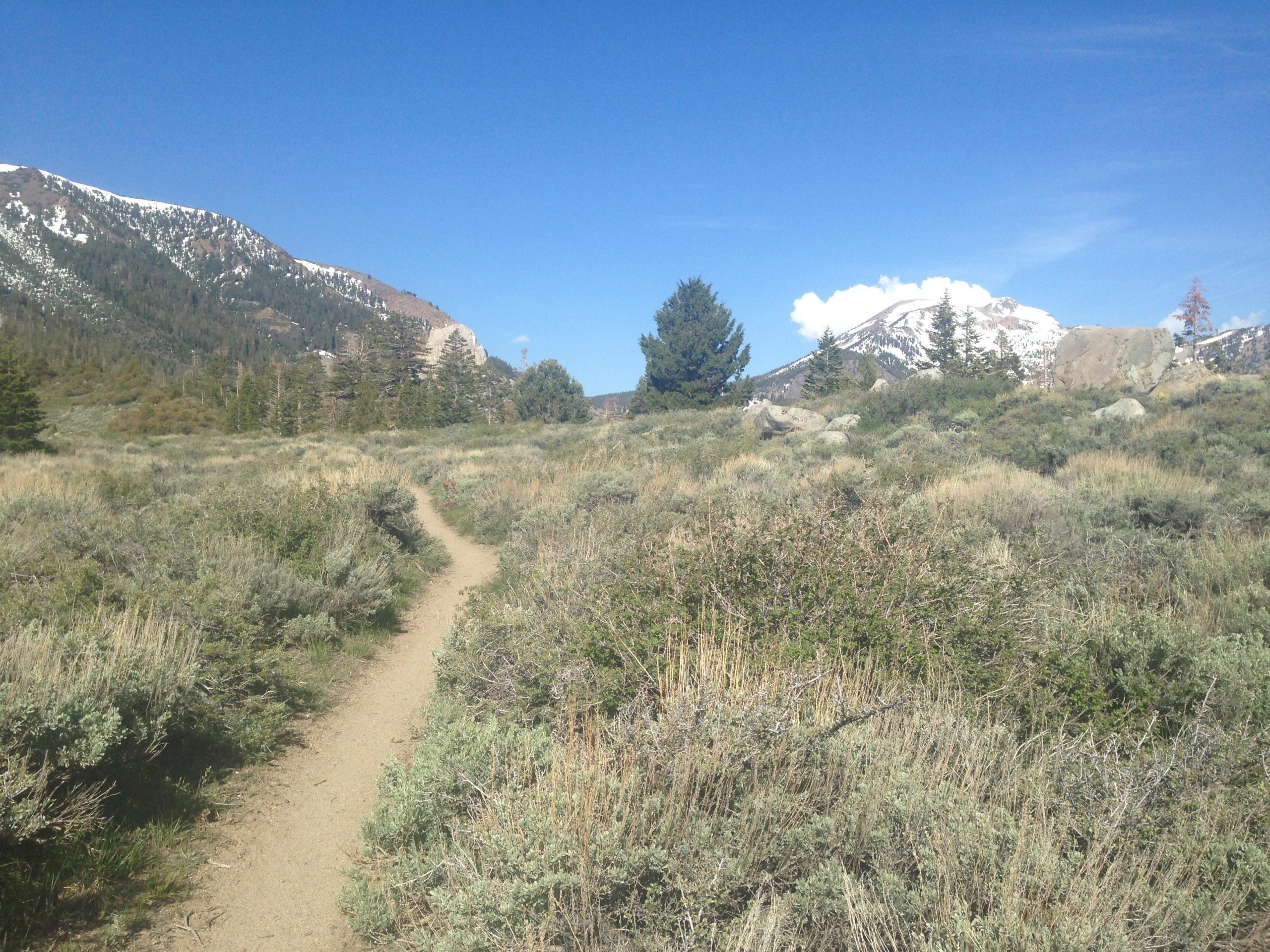 A scenic view of a dirt path winding through a grassy landscape, surrounded by bushes and sparse vegetation, leading towards snow-capped mountains under a clear blue sky. Trees are visible in the background, and the overall atmosphere is peaceful and natural. Mammoth Rock Trail mountain bike trail.