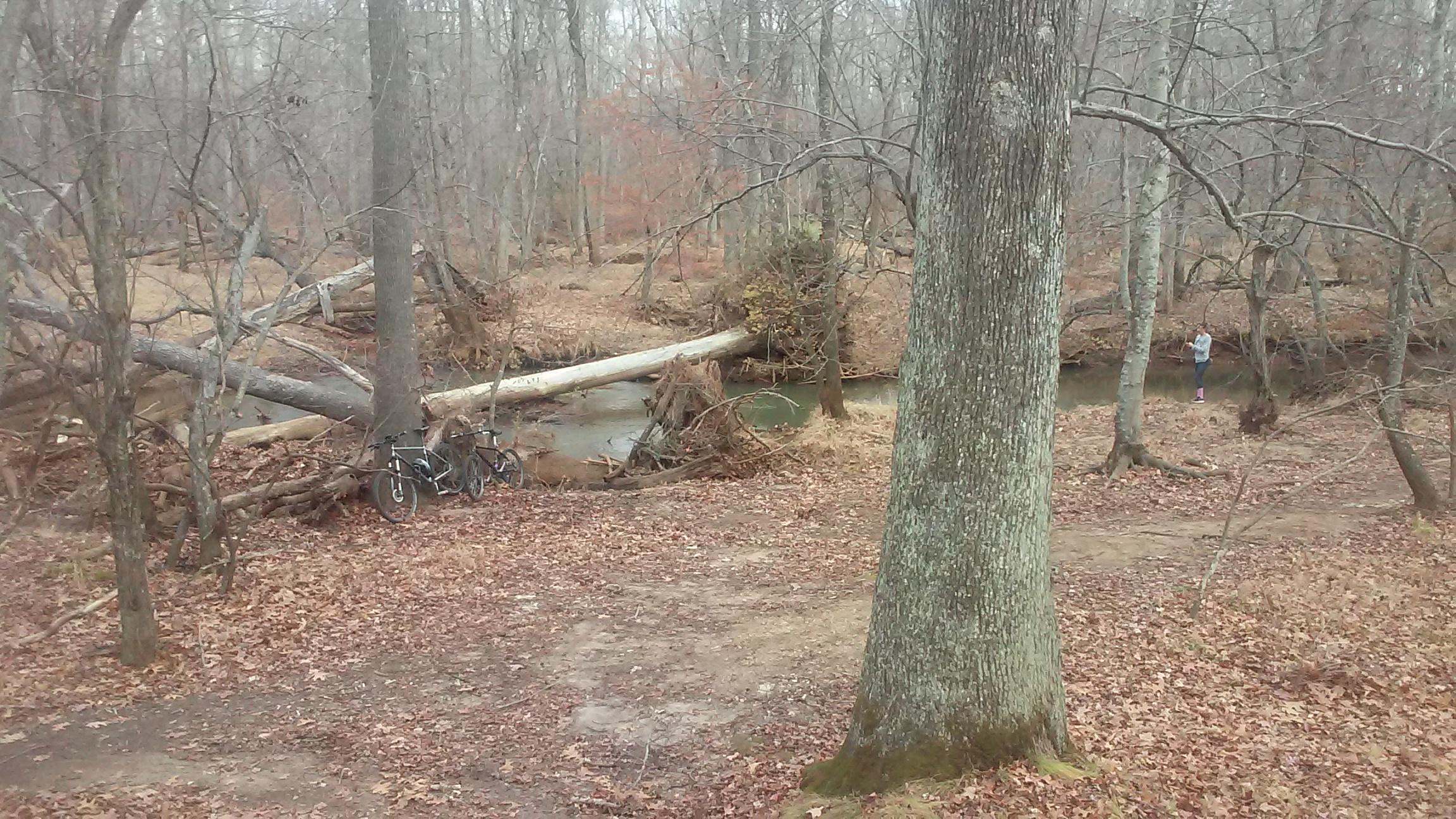 A serene forest scene depicting a quiet area with leafless trees, a creek running through, and a fallen log across the water. Two bicycles are parked near the base of a large tree, while a person stands by the creek's edge, seemingly engaged with their phone or enjoying the natural setting. The ground is covered with fallen leaves, and the overall atmosphere is calm and peaceful, hinting at late autumn or early winter. Allaire State Park mountain bike trail.