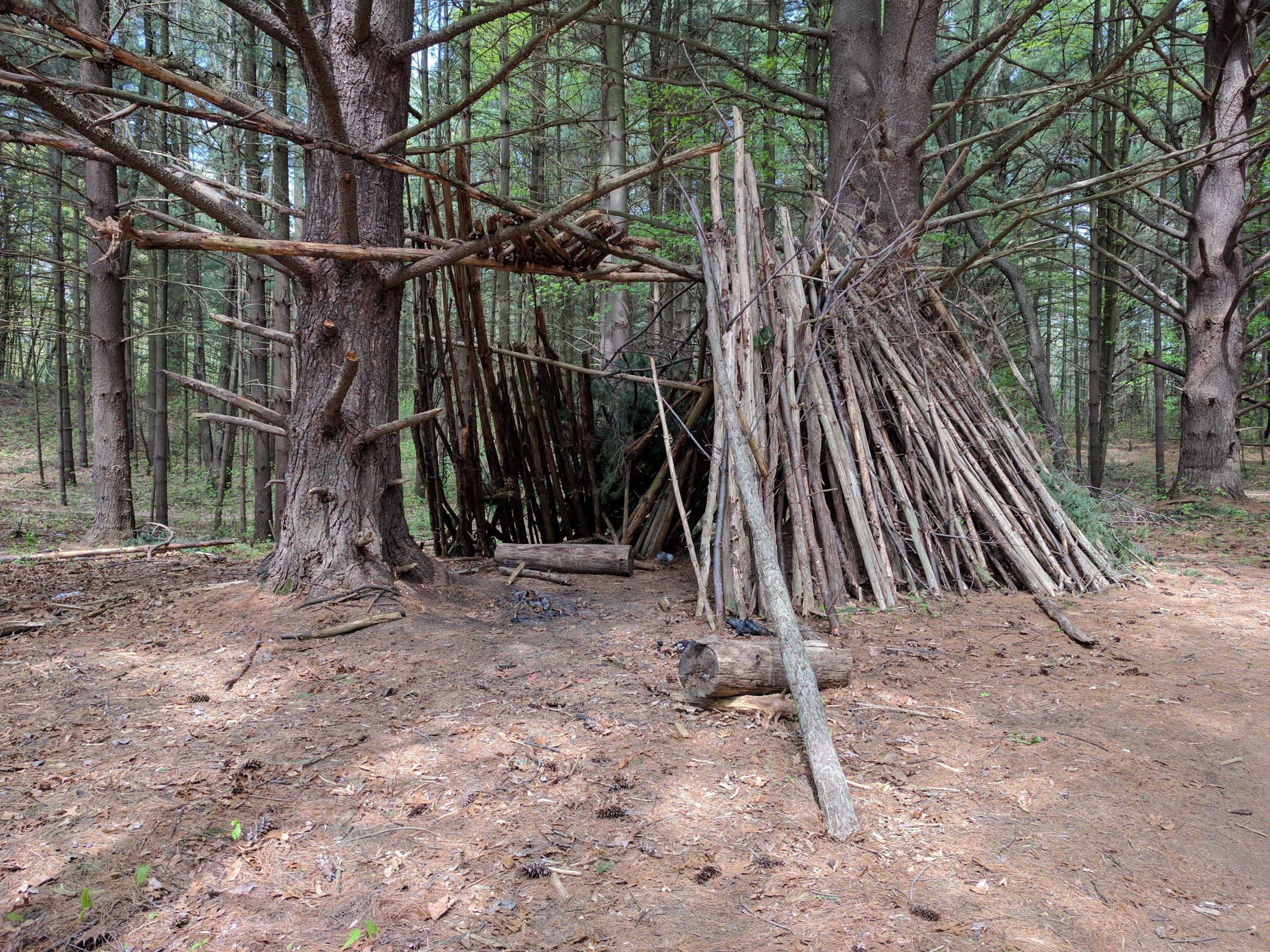 A rustic structure made of sticks and branches stands in a wooded area, surrounded by tall trees. The ground is covered with pine needles and scattered leaves, indicating a natural forest setting. Brighton Rec Area mountain bike trail.