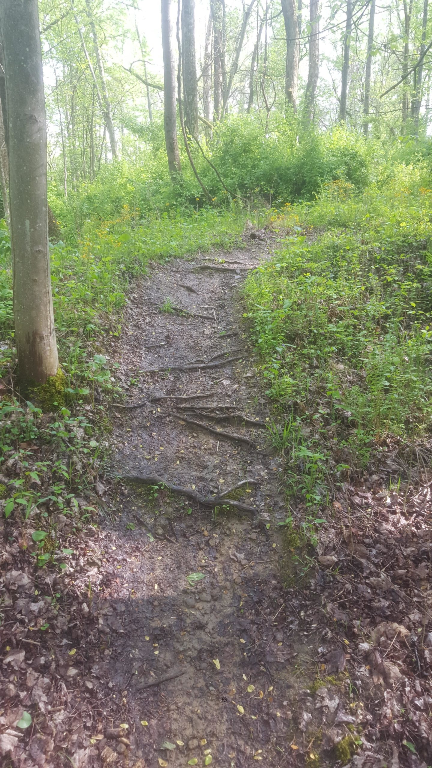 A narrow, winding dirt path through a lush, green forest. The trail is slightly muddy and has visible roots protruding from the ground, surrounded by various plants and young trees. Sunlight filters through the tree canopy, creating a peaceful, natural atmosphere. Dillon State Park mountain bike trail.