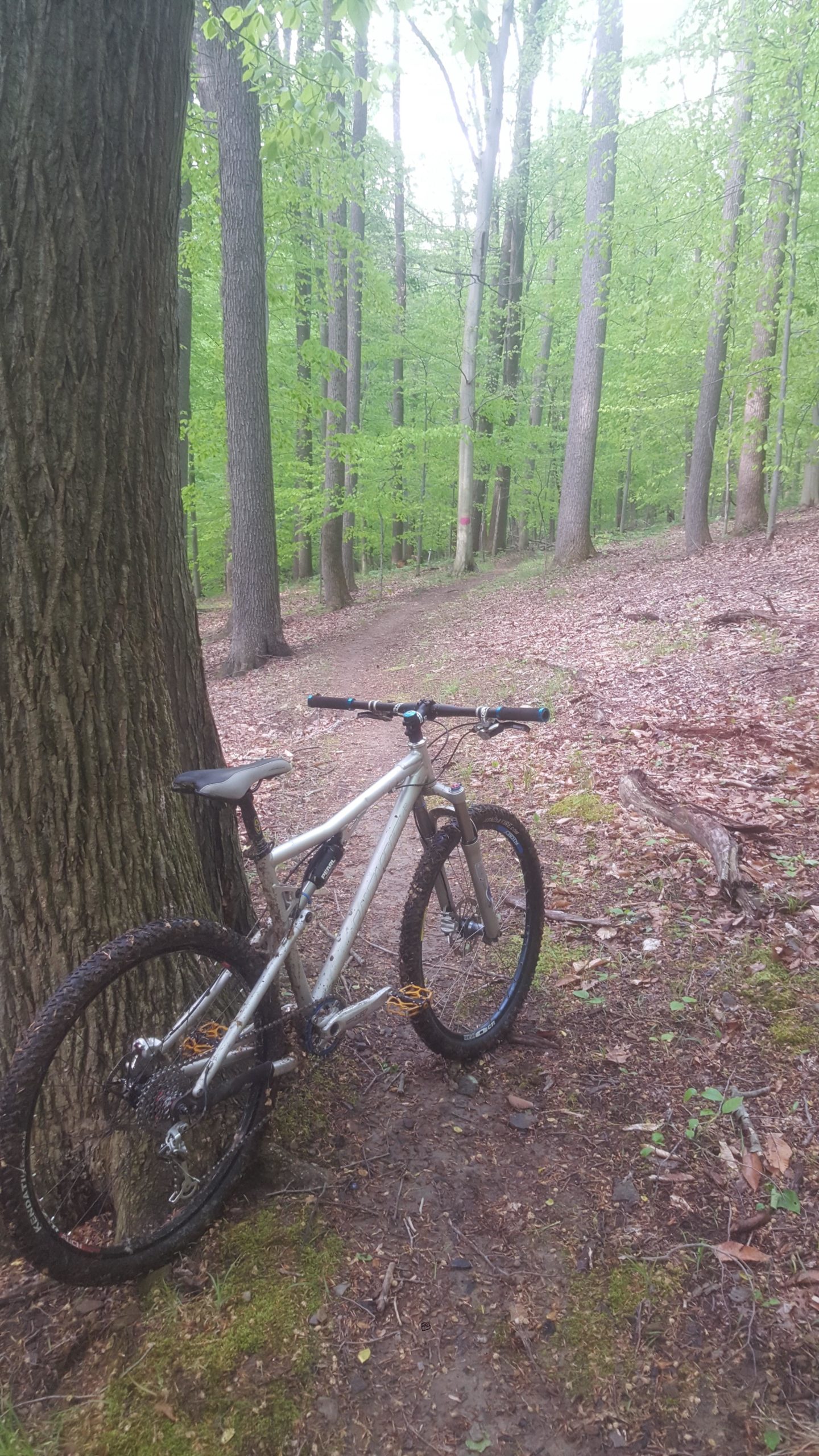 A mountain bike leaning against a tree in a green forest, with a dirt path winding through the woods in the background. The ground is covered with fallen leaves and moss, surrounded by tall trees with fresh green foliage. Dillon State Park mountain bike trail.