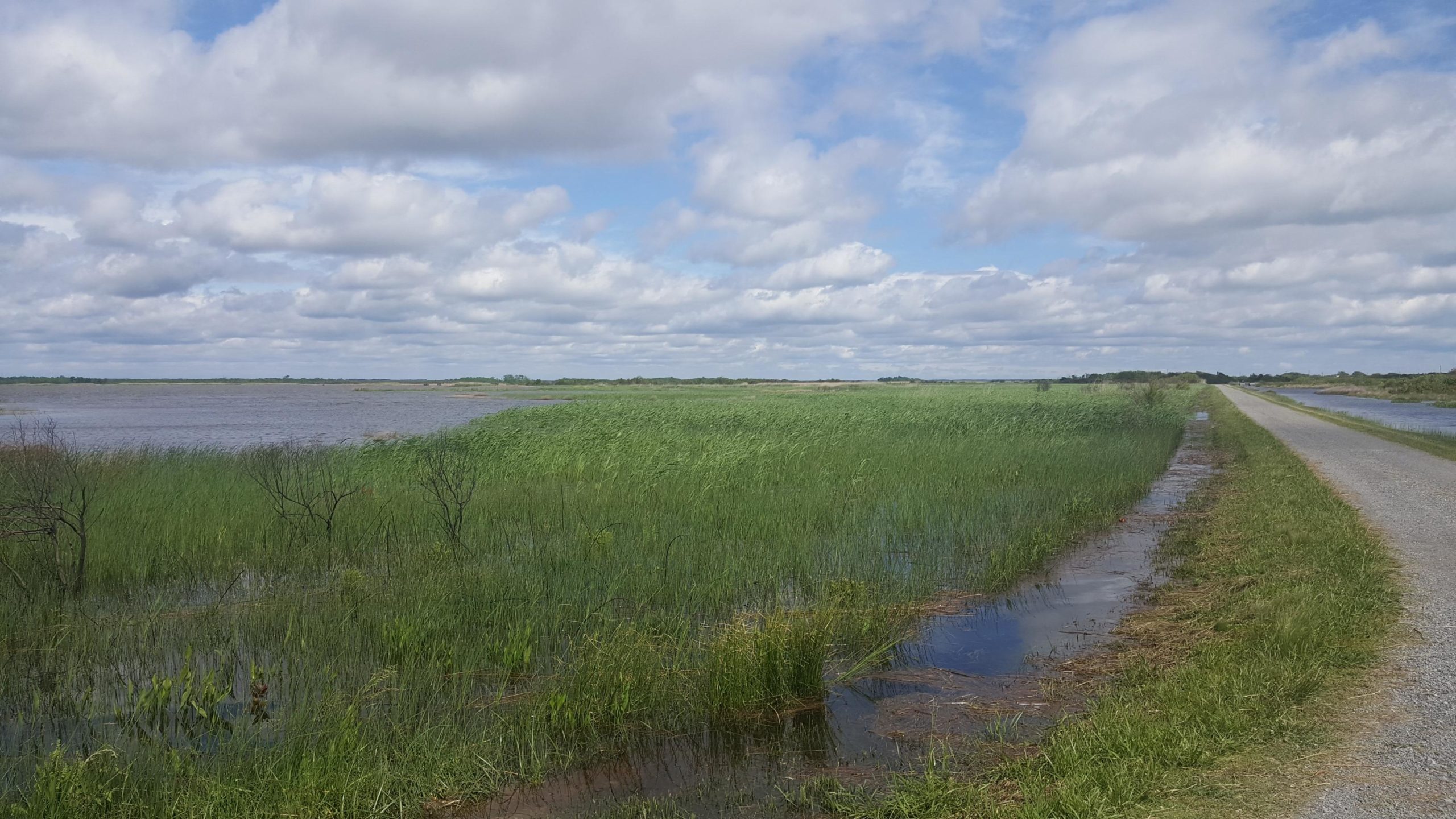 A scenic view of a flooded landscape featuring tall green grasses and a calm body of water under a sky filled with fluffy clouds. A gravel road runs along the edge of the water, bordered by patches of wetland vegetation. False Cape State Park (back Bay Wildlife Refuge) mountain bike trail.