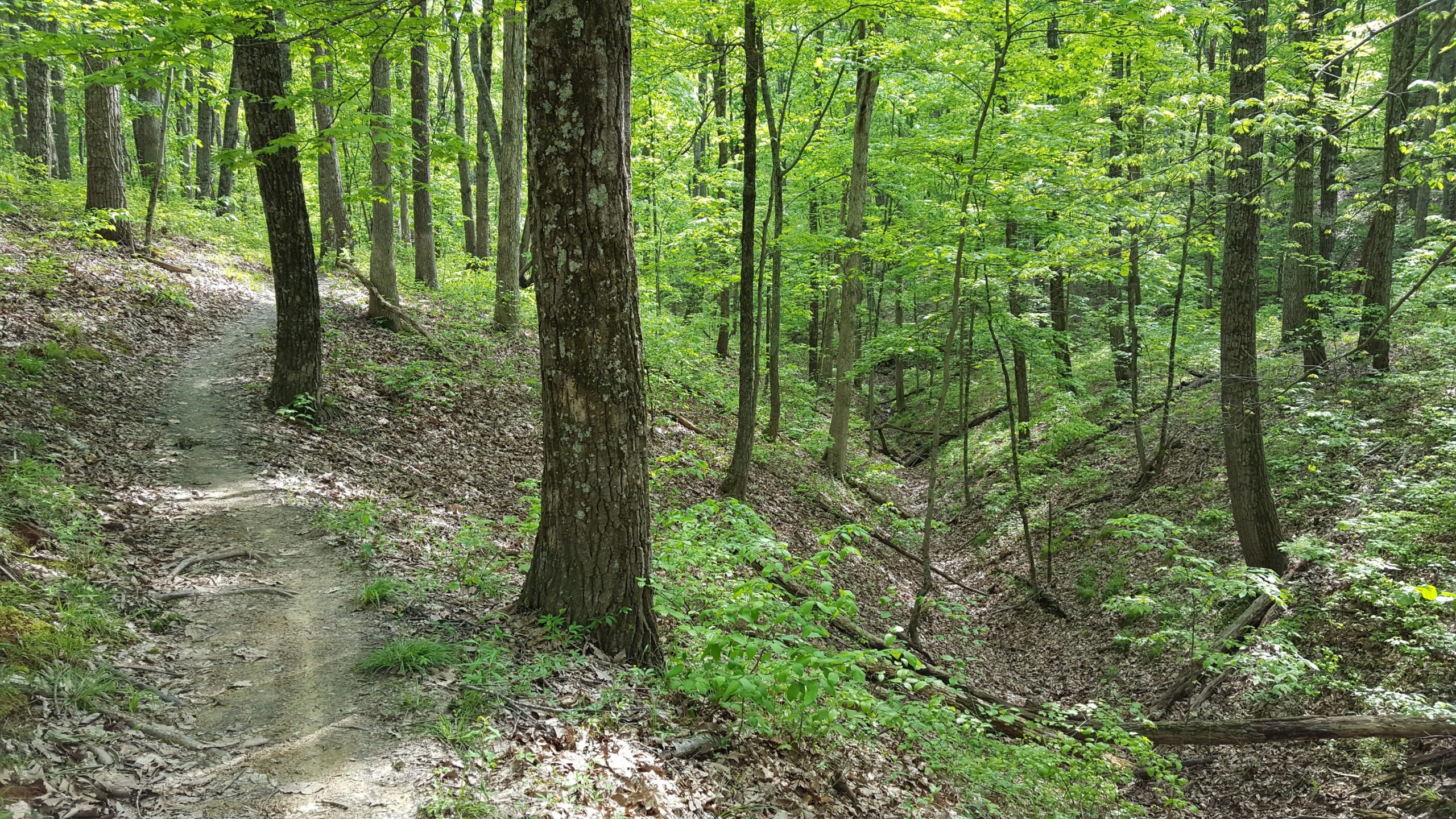 A winding dirt path through a lush green forest, surrounded by tall trees and scattered leaves on the ground, creating a serene and natural environment. Brown County Park mountain bike trail.