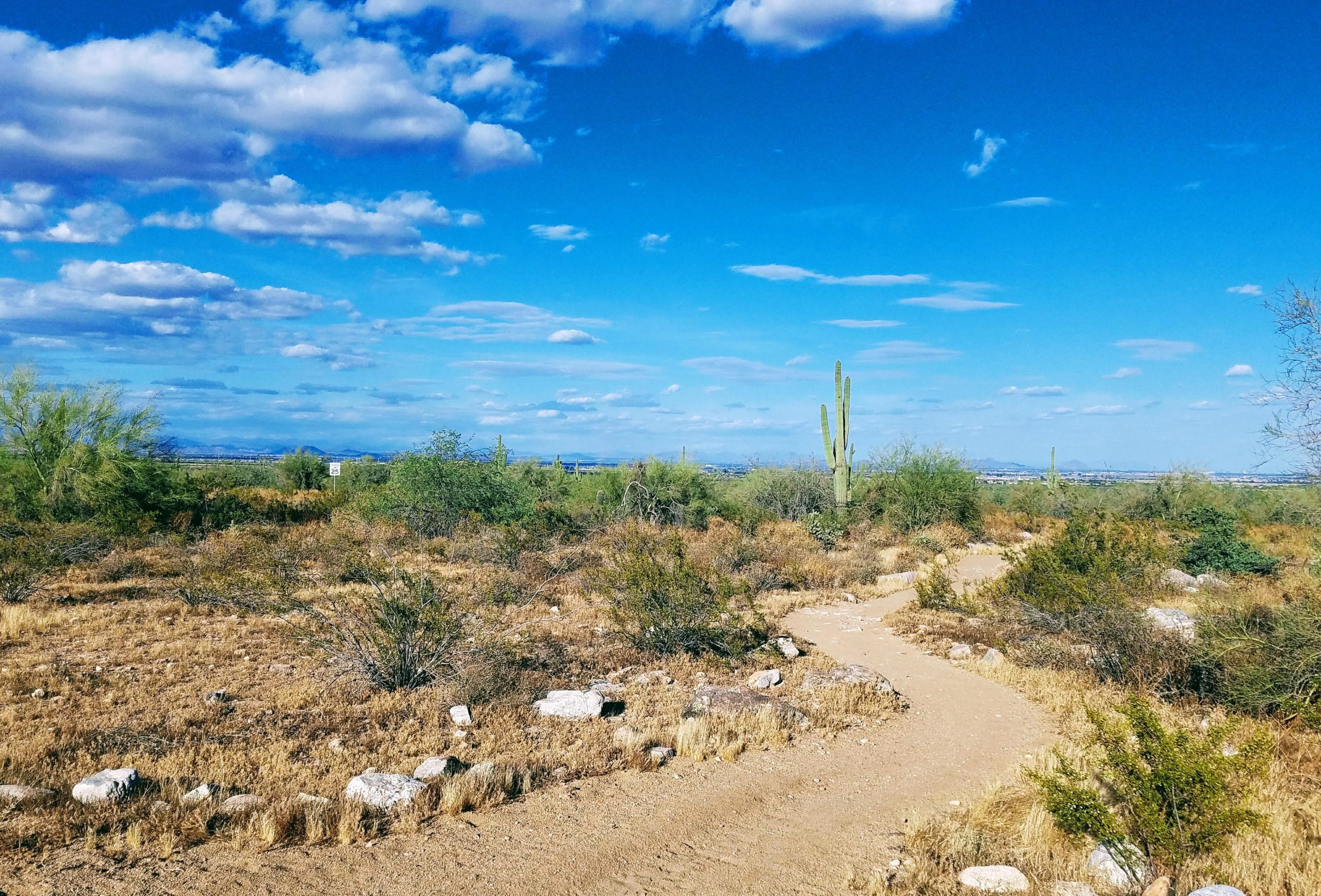 A winding dirt path leads through a desert landscape featuring sparse vegetation, including cacti and shrubs, under a blue sky adorned with fluffy white clouds. The scene captures the natural beauty and tranquility of the desert environment. White Tanks Regional Park Trails mountain bike trail.