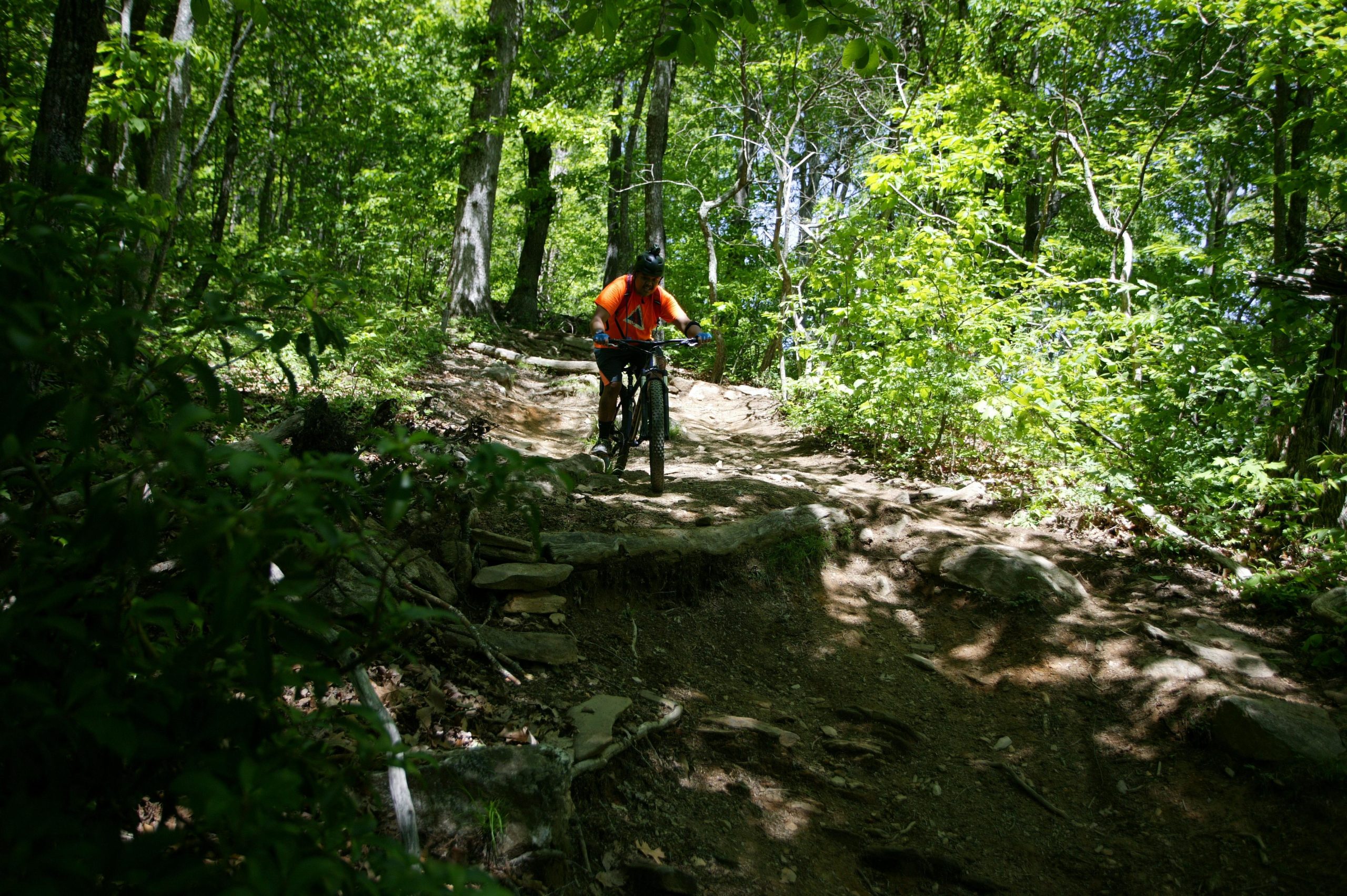A mountain biker wearing an orange shirt navigates a rocky trail through a lush green forest on a sunny day. The path is surrounded by tall trees and vibrant greenery, with sunlight filtering through the leaves. Black Mountain mountain bike trail.