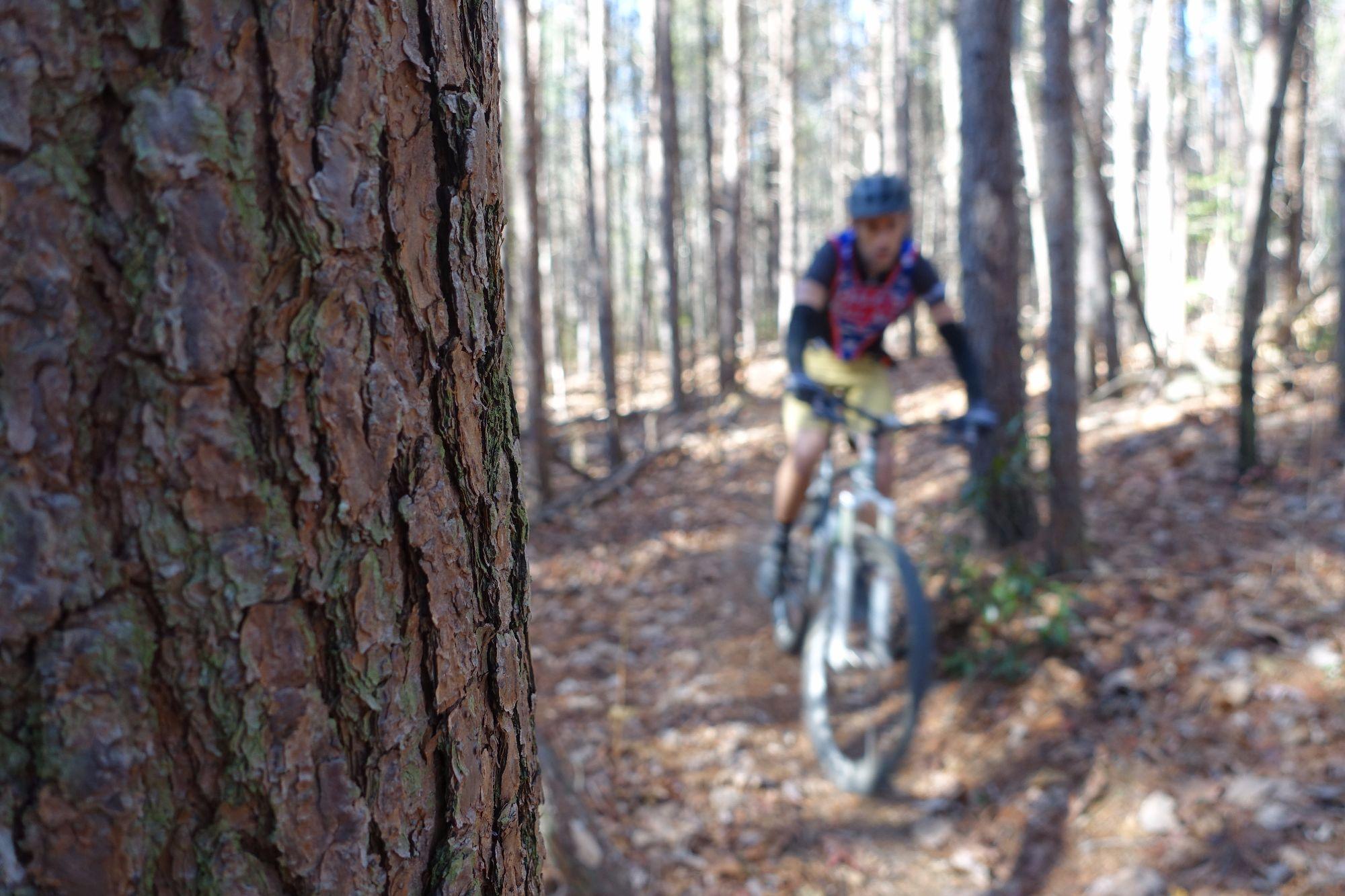 A mountain biker riding along a wooded trail, with a close-up view of a tree trunk in the foreground. The background features pine trees and fallen leaves, creating a natural outdoor setting. Bull / Jake Mountain mountain bike trail.