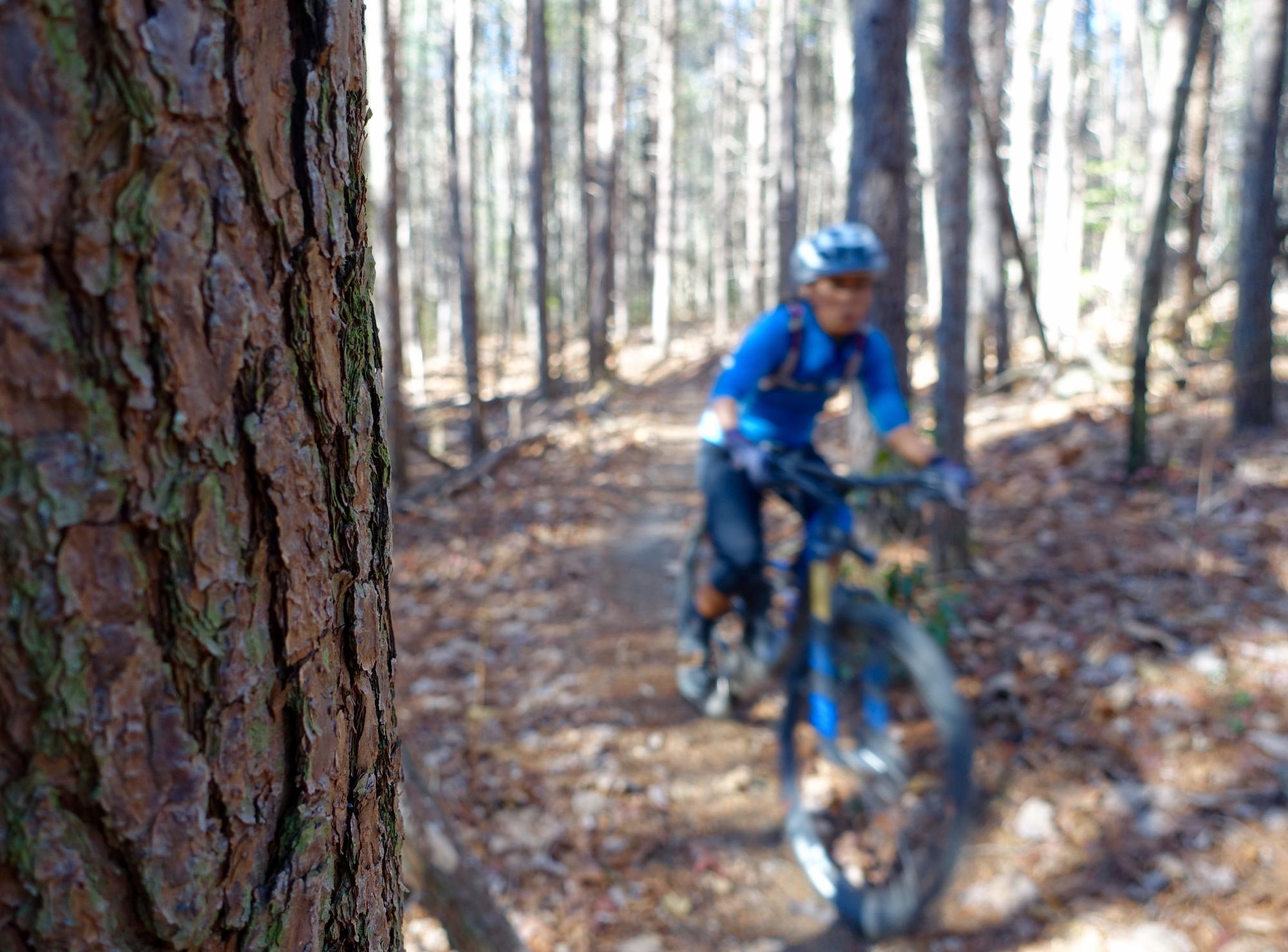 A blurred image of a person riding a mountain bike along a wooded trail, with a close-up of a tree trunk in the foreground and sunlight filtering through the trees in the background. Bull / Jake Mountain mountain bike trail.