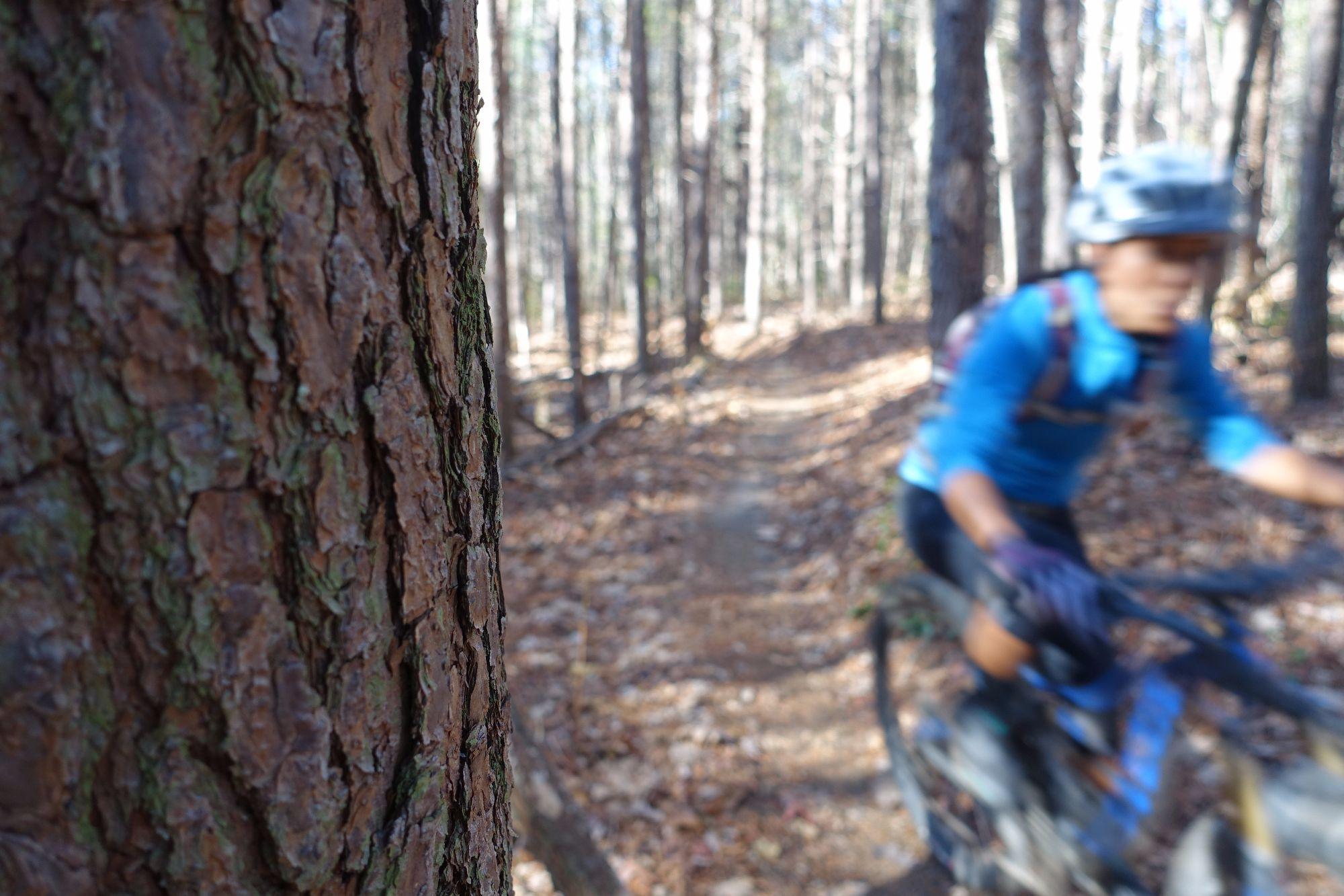 A blurred image of a mountain biker riding along a dirt trail in a wooded area, with a close-up view of a tree trunk in the foreground. Sunlight filters through the trees, casting a natural light on the scene. Bull / Jake Mountain mountain bike trail.
