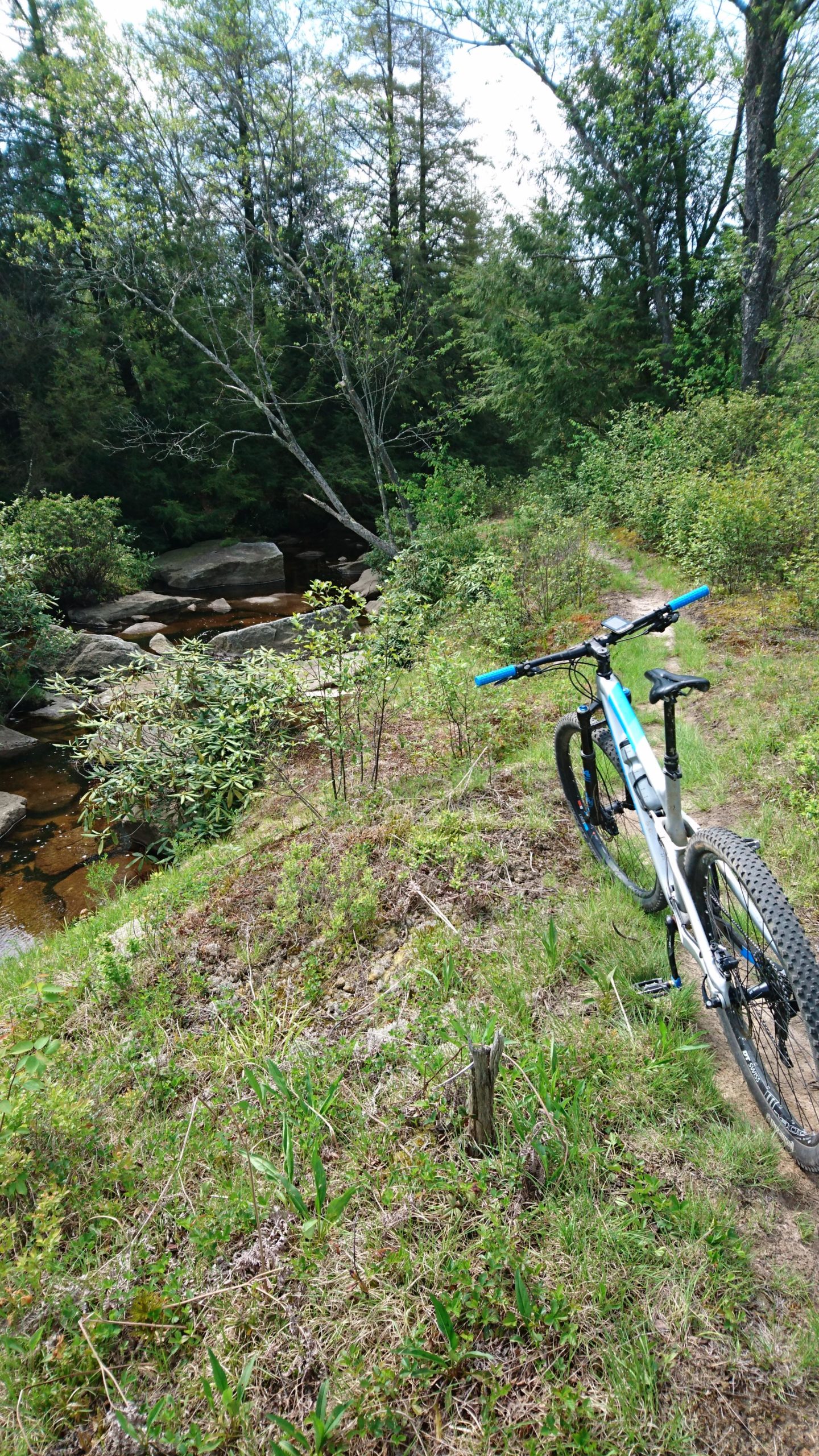 A mountain bike positioned on a grassy trail beside a small stream, surrounded by lush green trees and rocky areas. The scene captures a serene outdoor setting ideal for cycling and nature exploration. CVI Trails mountain bike trail.