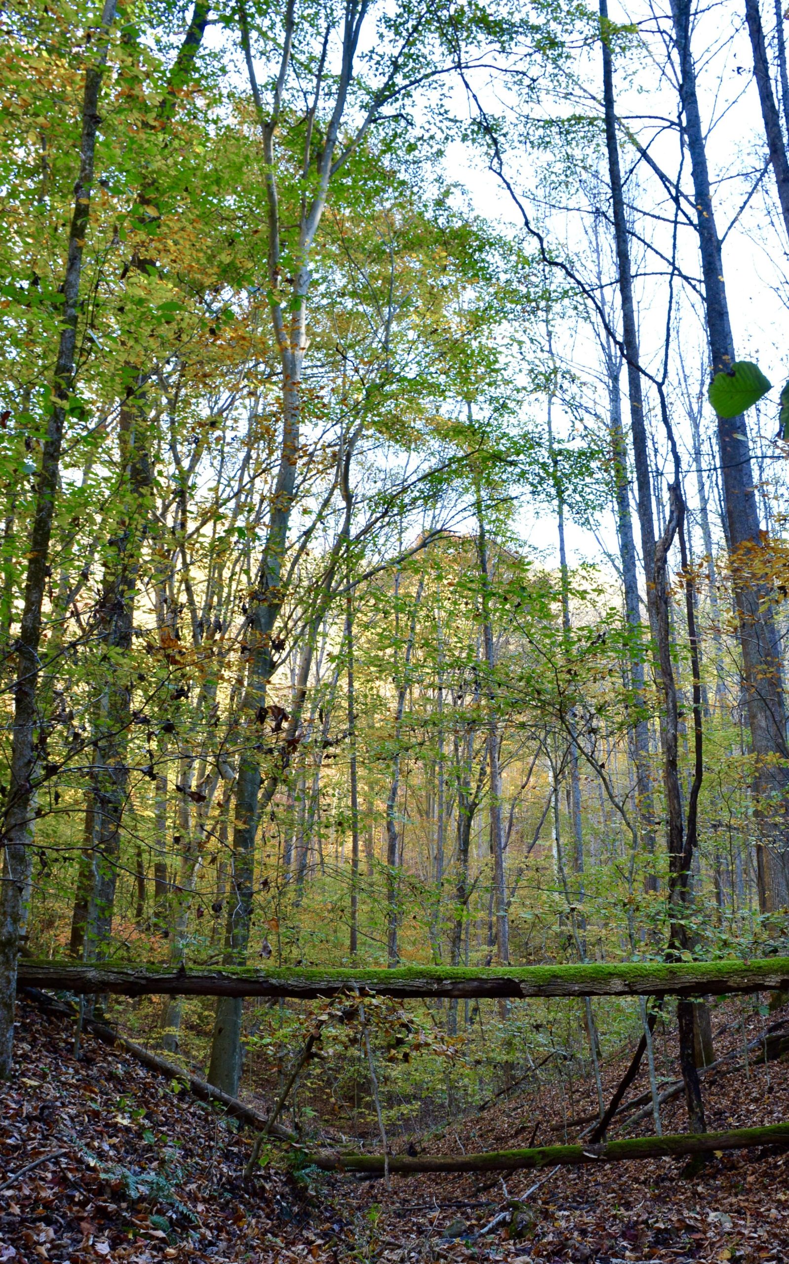 A tranquil forest scene featuring tall trees with green and yellow leaves, a fallen log crossing a small path, and sunlight filtering through the foliage, creating a serene atmosphere. Autumn colors are visible in the leaves, and the forest floor is covered with fallen leaves and small plants. Reclamation Loop mountain bike trail.