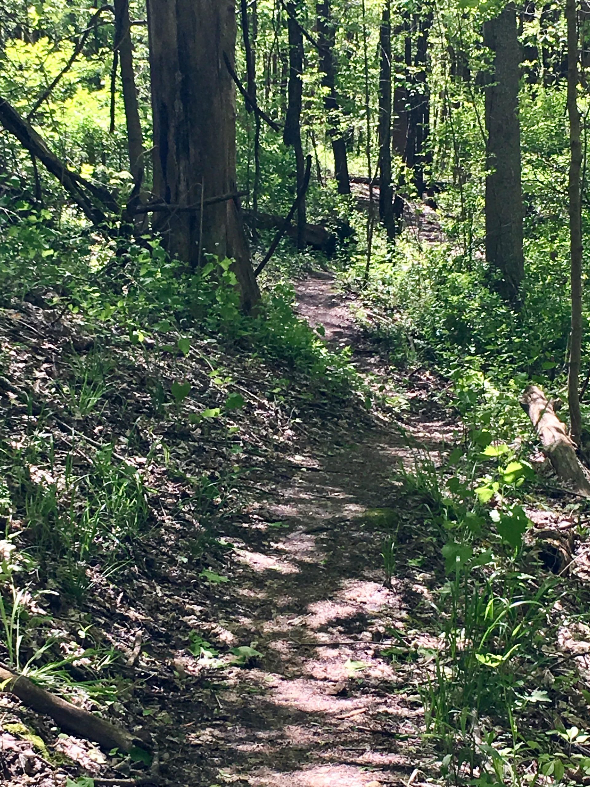 A winding dirt path through a lush green forest, framed by tall trees and vibrant foliage under bright sunlight. Rum Village Pathway Mountain Biking Trail mountain bike trail.