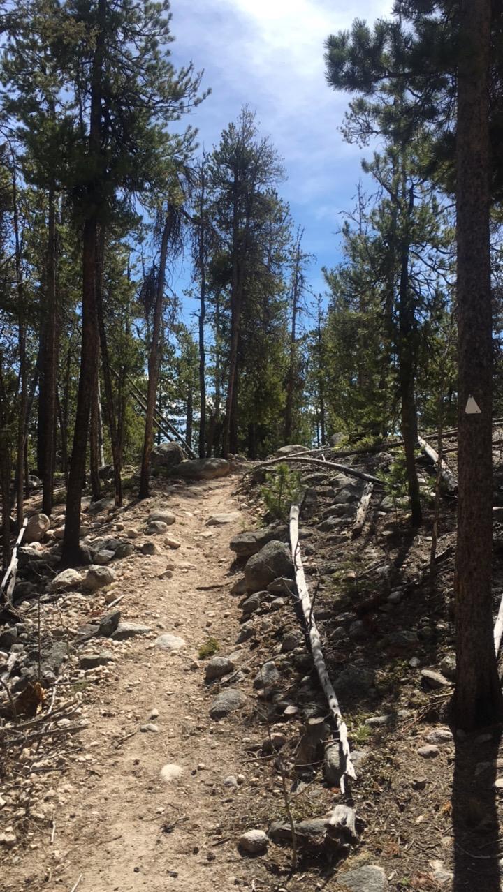 A dirt trail winding through a dense forest of tall pine trees, with scattered rocks and fallen branches along the path. The sky is mostly clear with some clouds, creating a serene outdoor atmosphere. Colorado Trail: Mt. Shavano thd to Chalk Creek thd mountain bike trail.