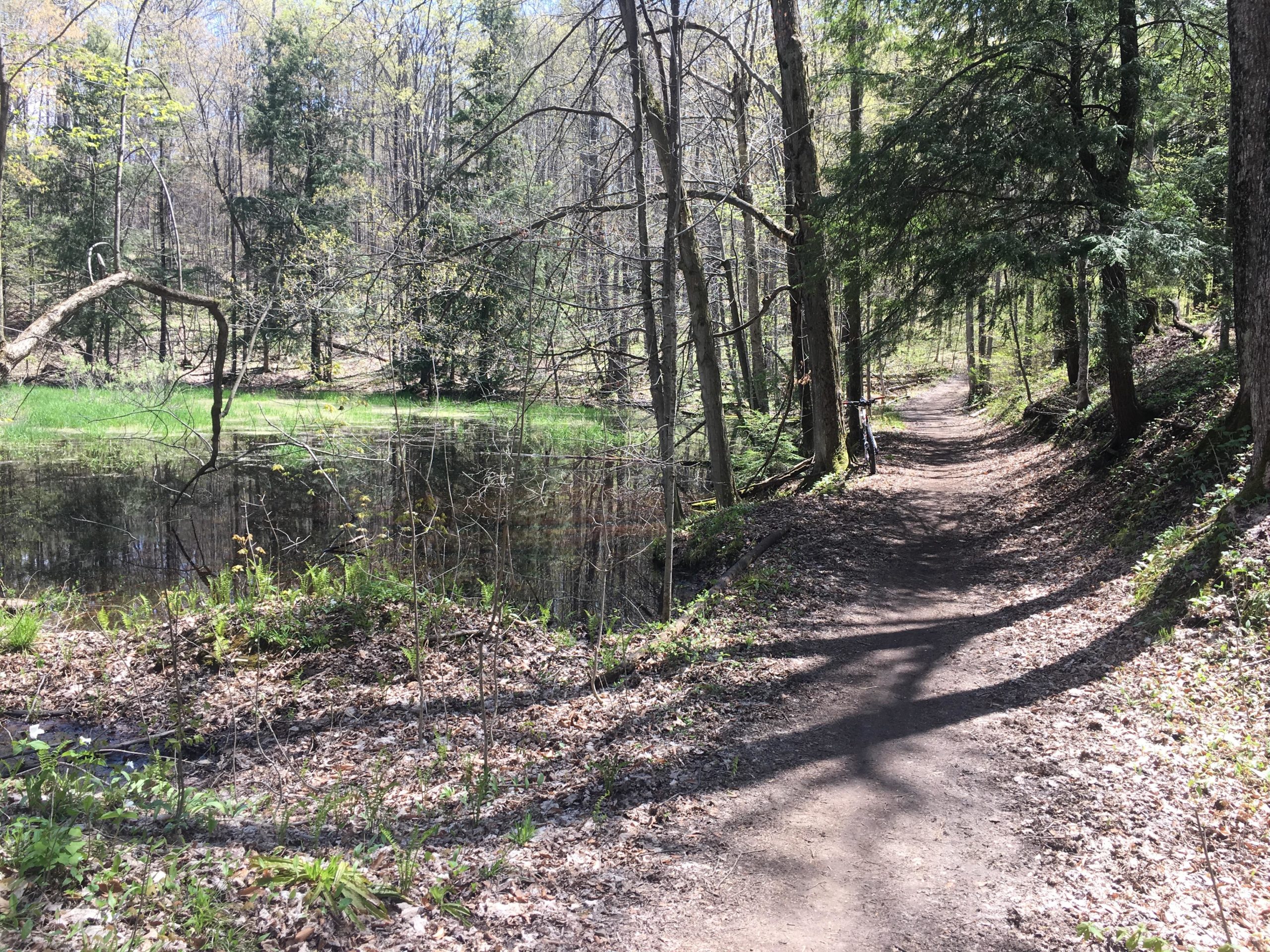 A peaceful forest scene featuring a dirt path winding alongside a calm pond, surrounded by trees and lush greenery. Sunlight filters through the leaves, casting shadows on the ground, with patches of sunlight highlighting the vibrant nature. Allen Park mountain bike trail.