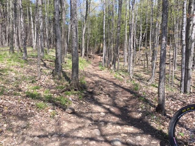 A dirt bike trail winding through a forest of young trees, with sunlight filtering through the branches. The ground is uneven with rocks and patches of grass, indicating a natural setting perfect for outdoor activities. In the foreground, a partial view of a bike tire is visible. Allen Park mountain bike trail.