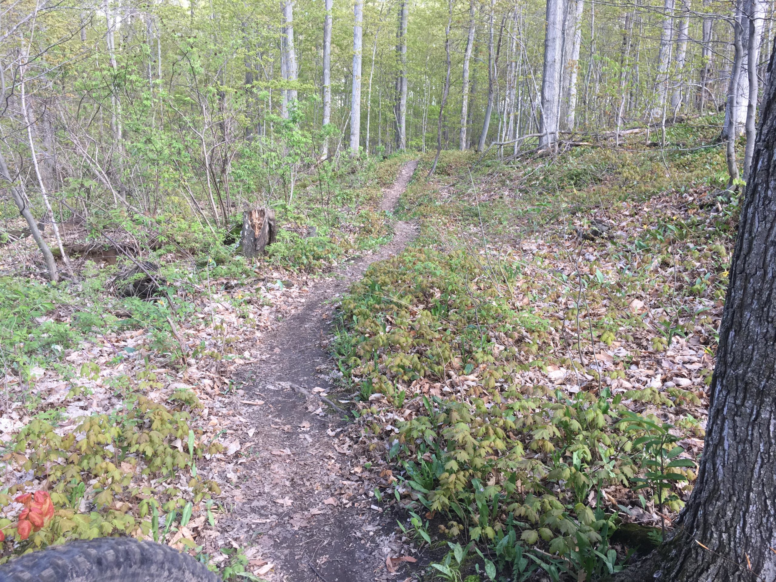 A narrow dirt trail winding through a lush forest in spring, surrounded by green foliage and scattered dry leaves. Tall trees with light green leaves create a serene atmosphere, while a cut log is visible on the left side of the path. Inglis falls West rock mountain bike trail.