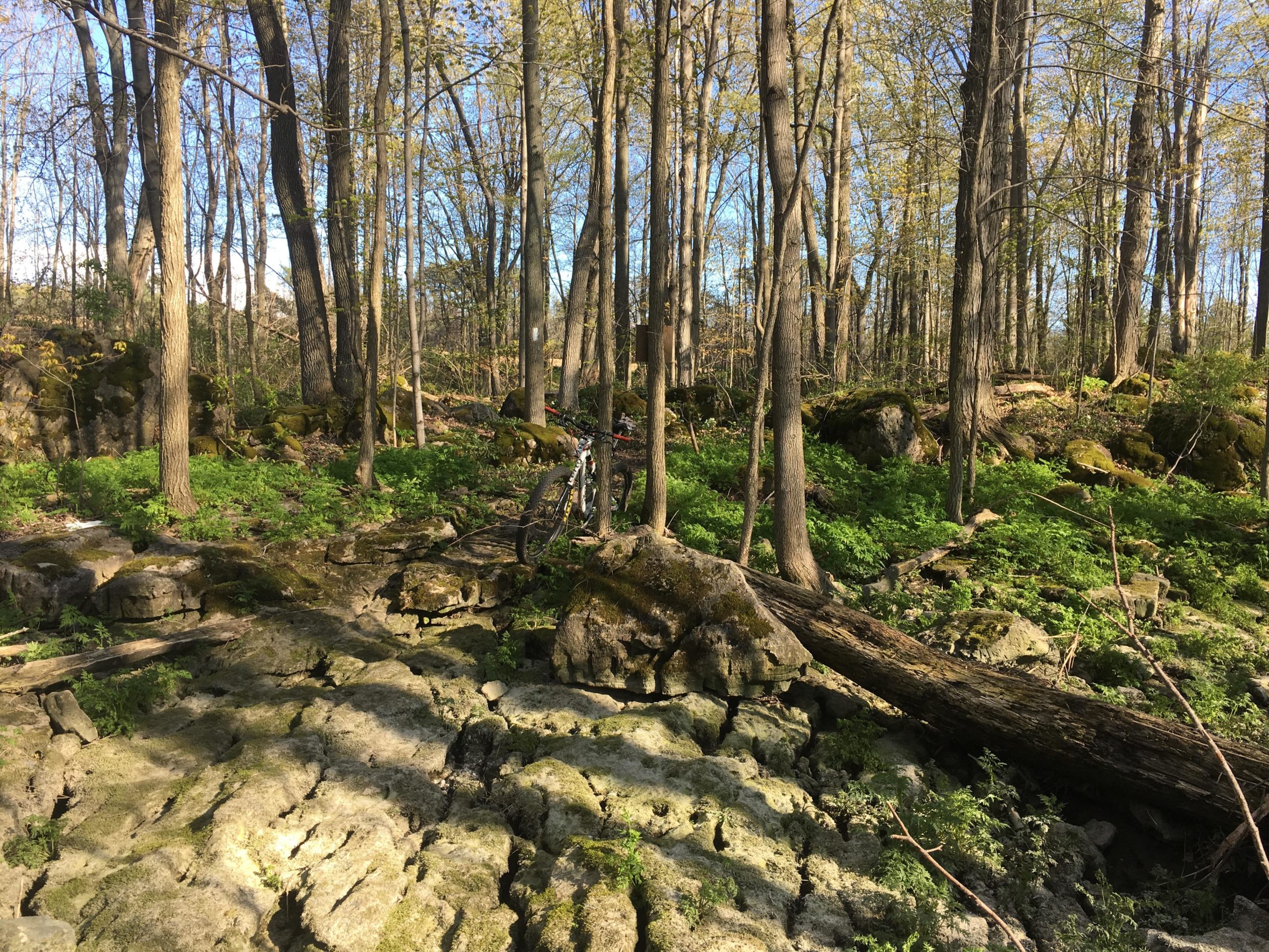 A tranquil forest scene featuring tall trees with fresh green leaves, interspersed with rocky terrain and patches of moss. A mountain bike is positioned on the left side, resting against a tree. Sunlight filters through the branches, illuminating the natural landscape. Inglis falls West rock mountain bike trail.