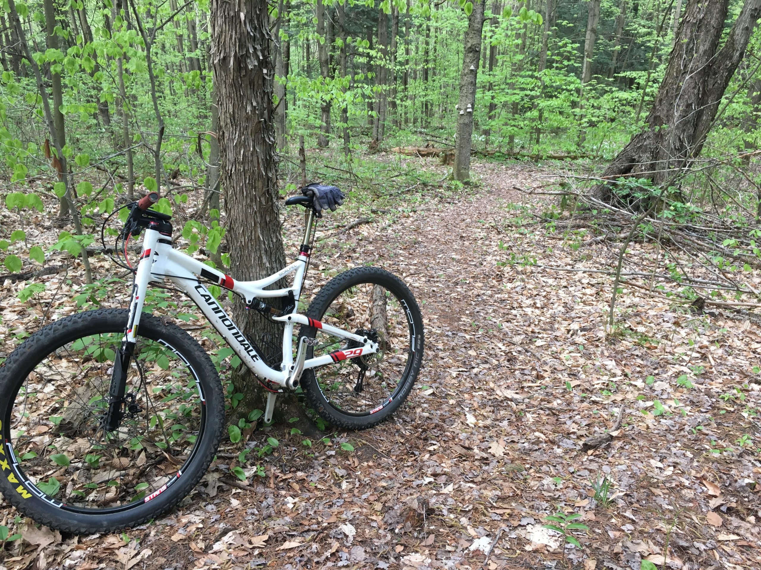 A white mountain bike resting next to a tree on a forest trail covered with fallen leaves. Lush green foliage surrounds the path, creating a peaceful, natural setting. Long Sault Conservation Area mountain bike trail.