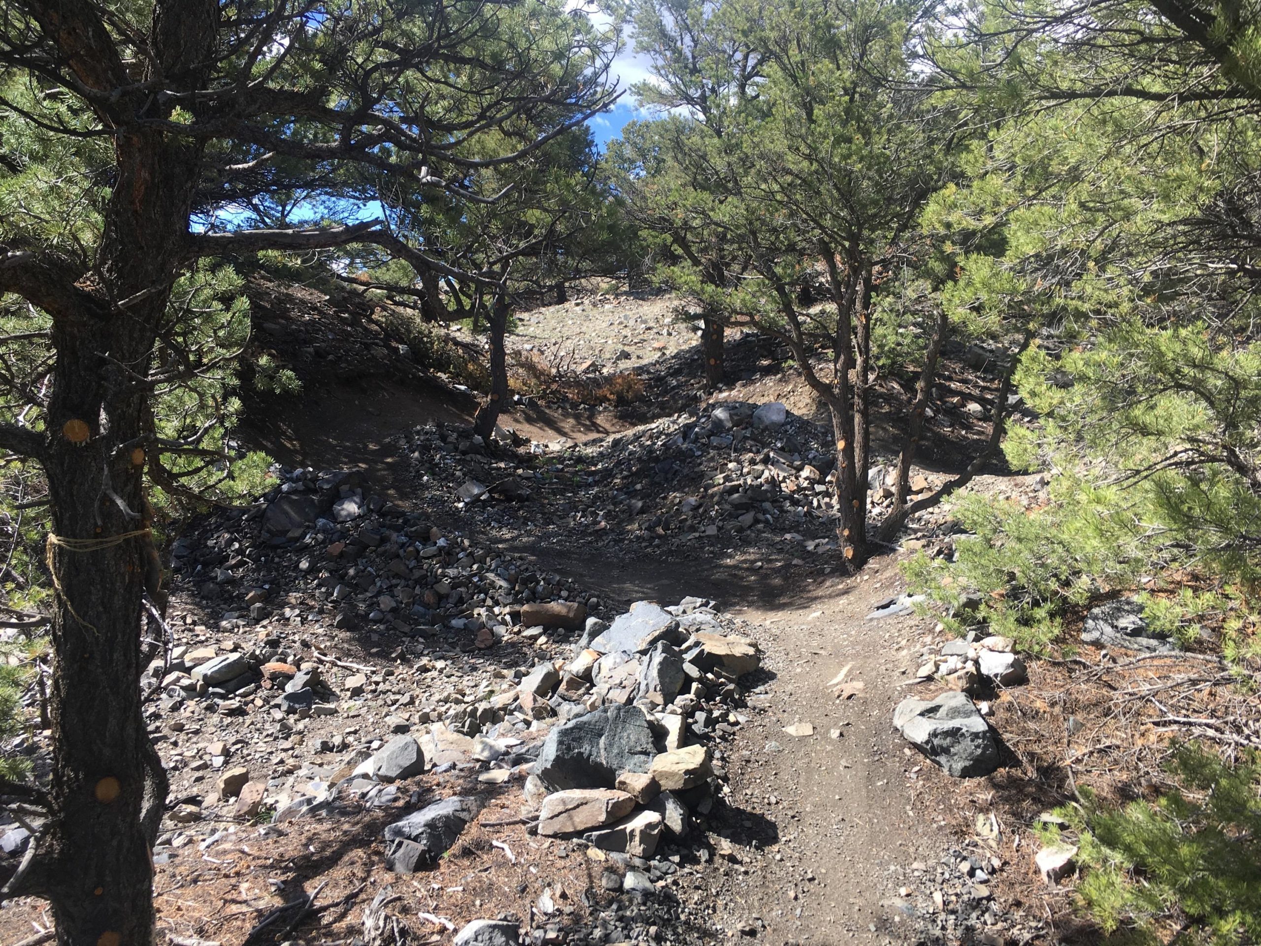 A rocky trail winding through a wooded area, surrounded by trees and scattered boulders. Sunlight filters through the branches, illuminating the textures of the soil and stones along the path. Chicken Dinner mountain bike trail.