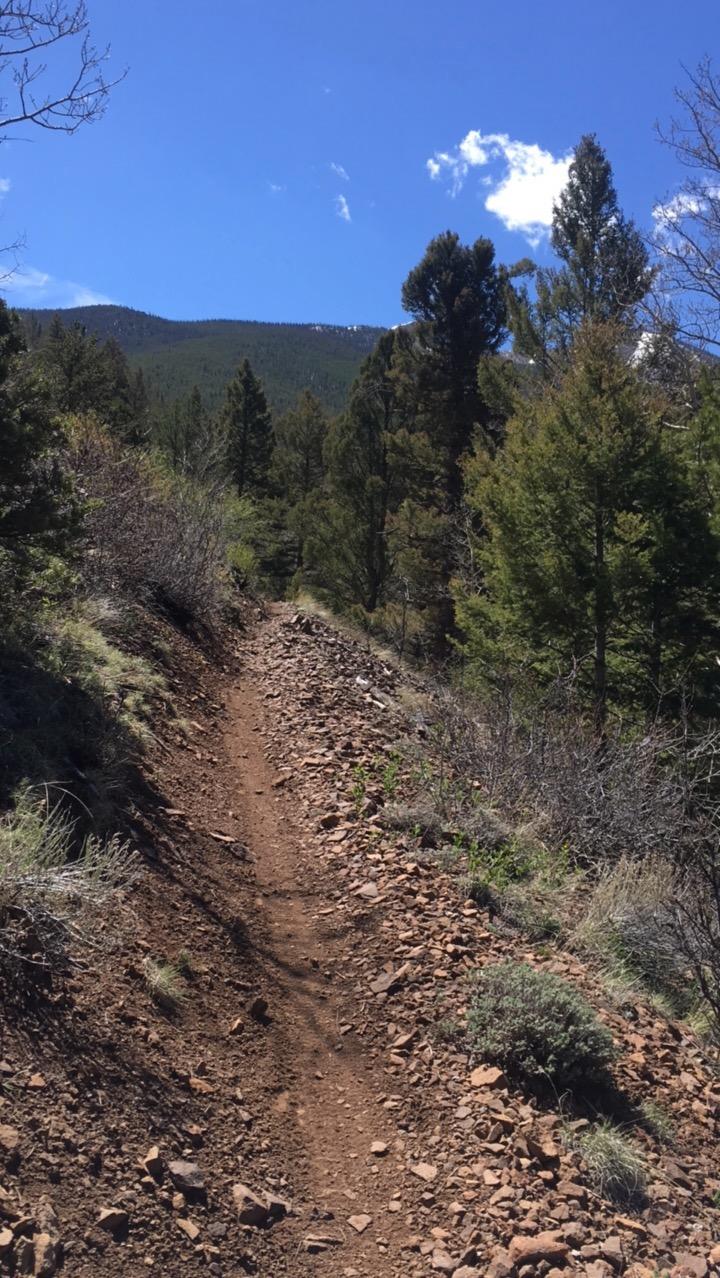 A winding dirt path lined with rocks, surrounded by lush greenery and tall trees, under a clear blue sky with a few clouds in the distance. Rainbow Trail: Silver Creek to Hwy 285 mountain bike trail.