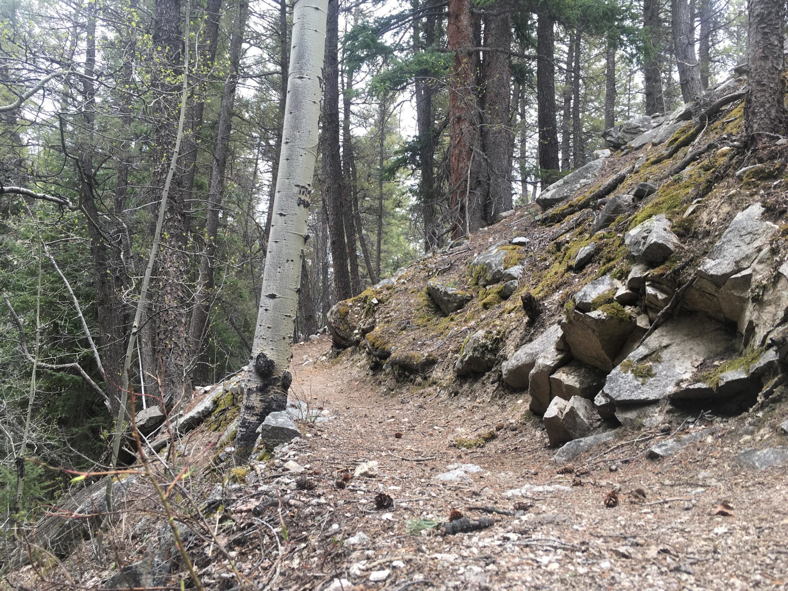 A winding dirt path through a forested area, flanked by tall trees and rocky terrain. The trail is partially covered with fallen leaves and pine cones, with some moss-covered rocks alongside it. Bright green foliage is visible, indicating early spring or summer. Colorado Trail: Mount Princeton to Avalanche Trailhead / Collegiate Peaks Wilderness mountain bike trail.