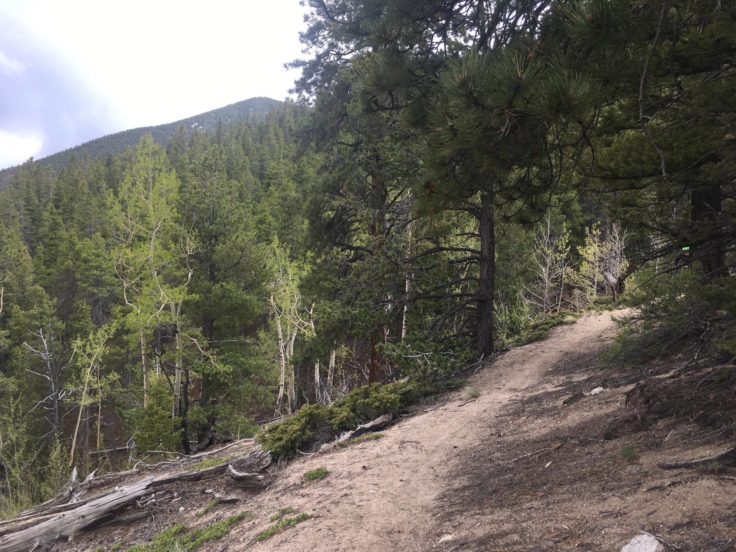 A winding dirt path through a dense forest, surrounded by tall green pine trees and scattered with fallen logs. In the background, a mountain rises under a cloudy sky, with varying shades of green foliage visible throughout the scene. Colorado Trail: Mount Princeton to Avalanche Trailhead / Collegiate Peaks Wilderness mountain bike trail.