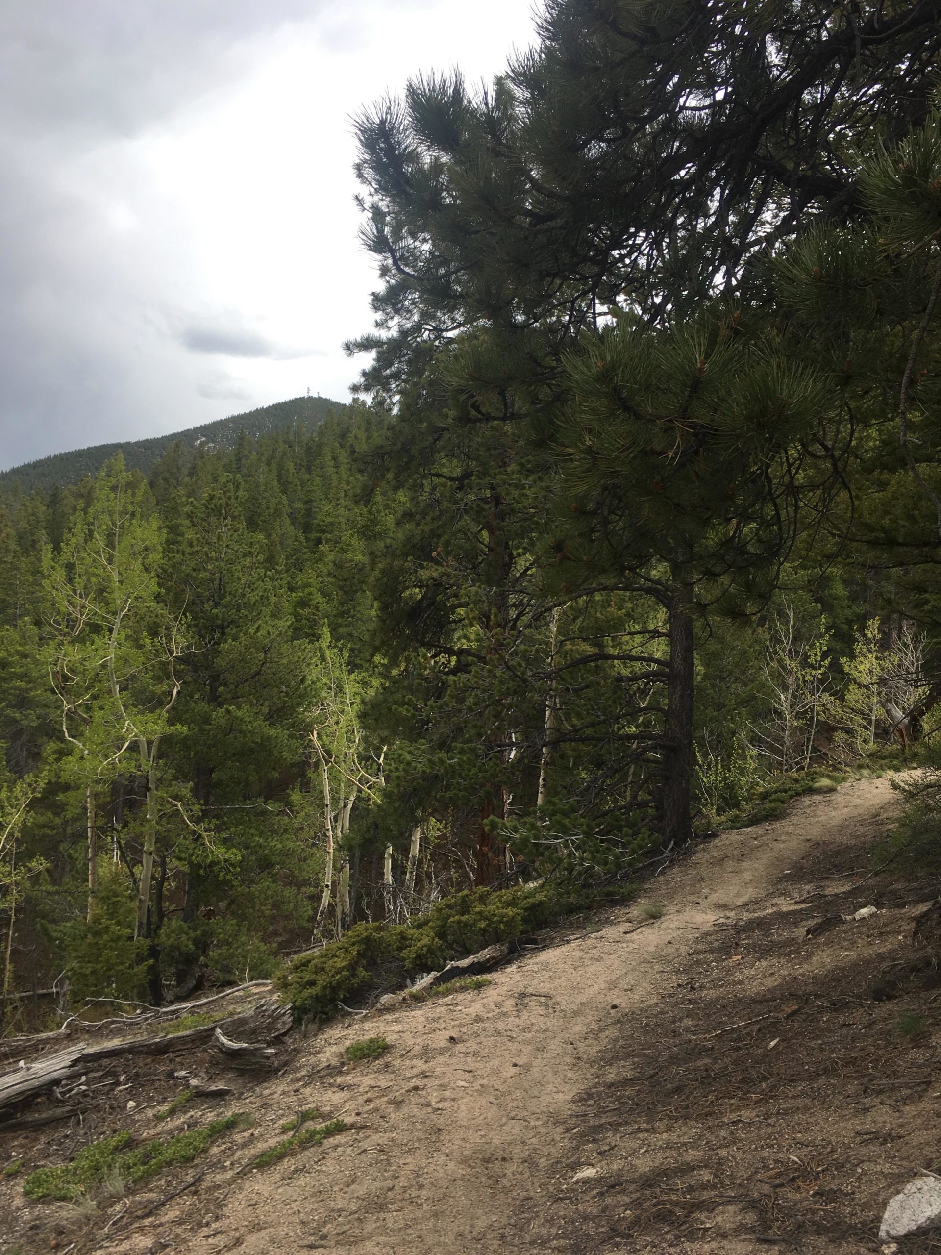 A winding dirt path surrounded by lush green trees leads through a forested area, with a view of a distant mountain beneath a cloudy sky. Colorado Trail: Mount Princeton to Avalanche Trailhead / Collegiate Peaks Wilderness mountain bike trail.