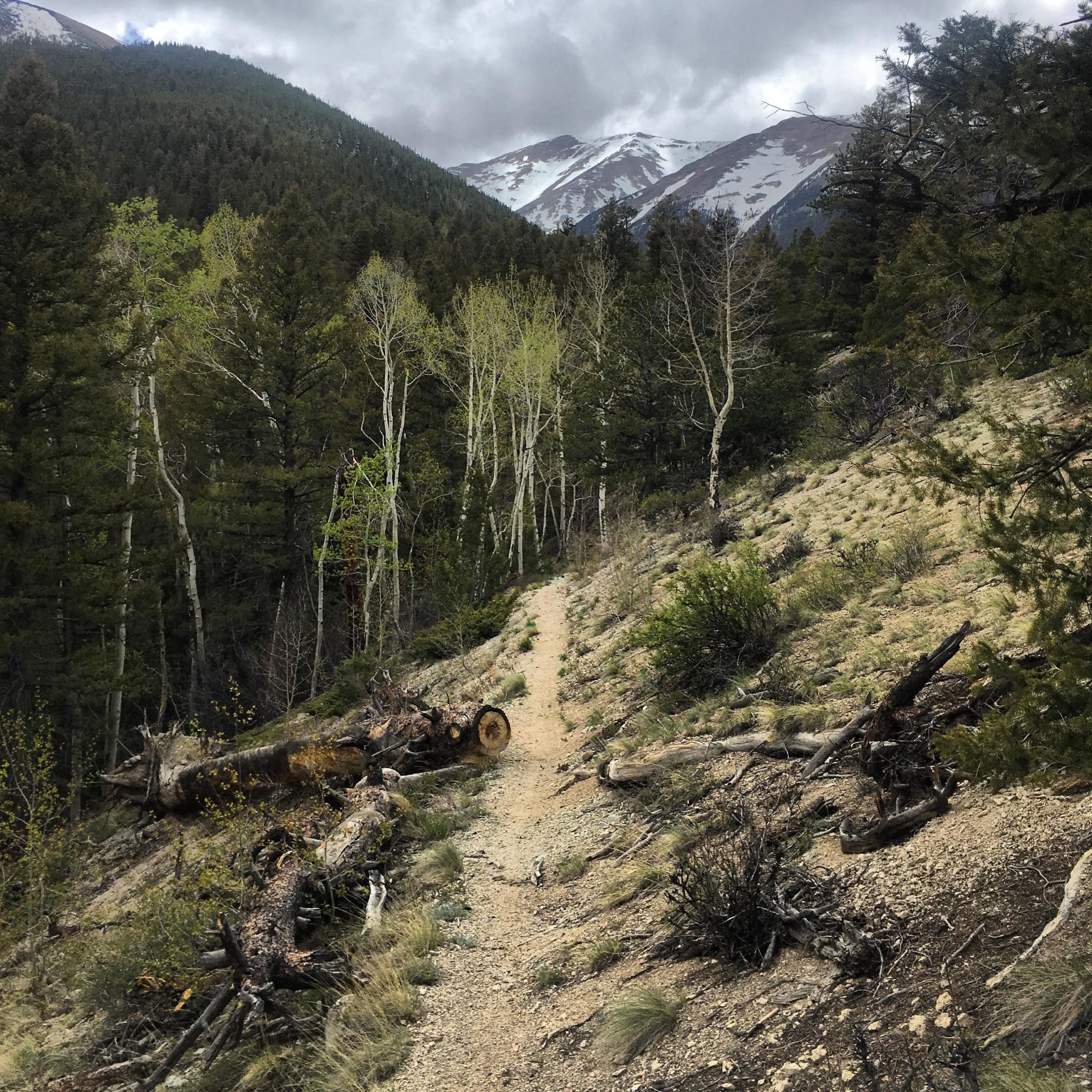 A winding dirt trail leads through a forested area filled with tall trees and scattered fallen logs. In the background, snow-capped mountains rise under a cloudy sky, creating a scenic and tranquil atmosphere. Colorado Trail: Mount Princeton to Avalanche Trailhead / Collegiate Peaks Wilderness mountain bike trail.