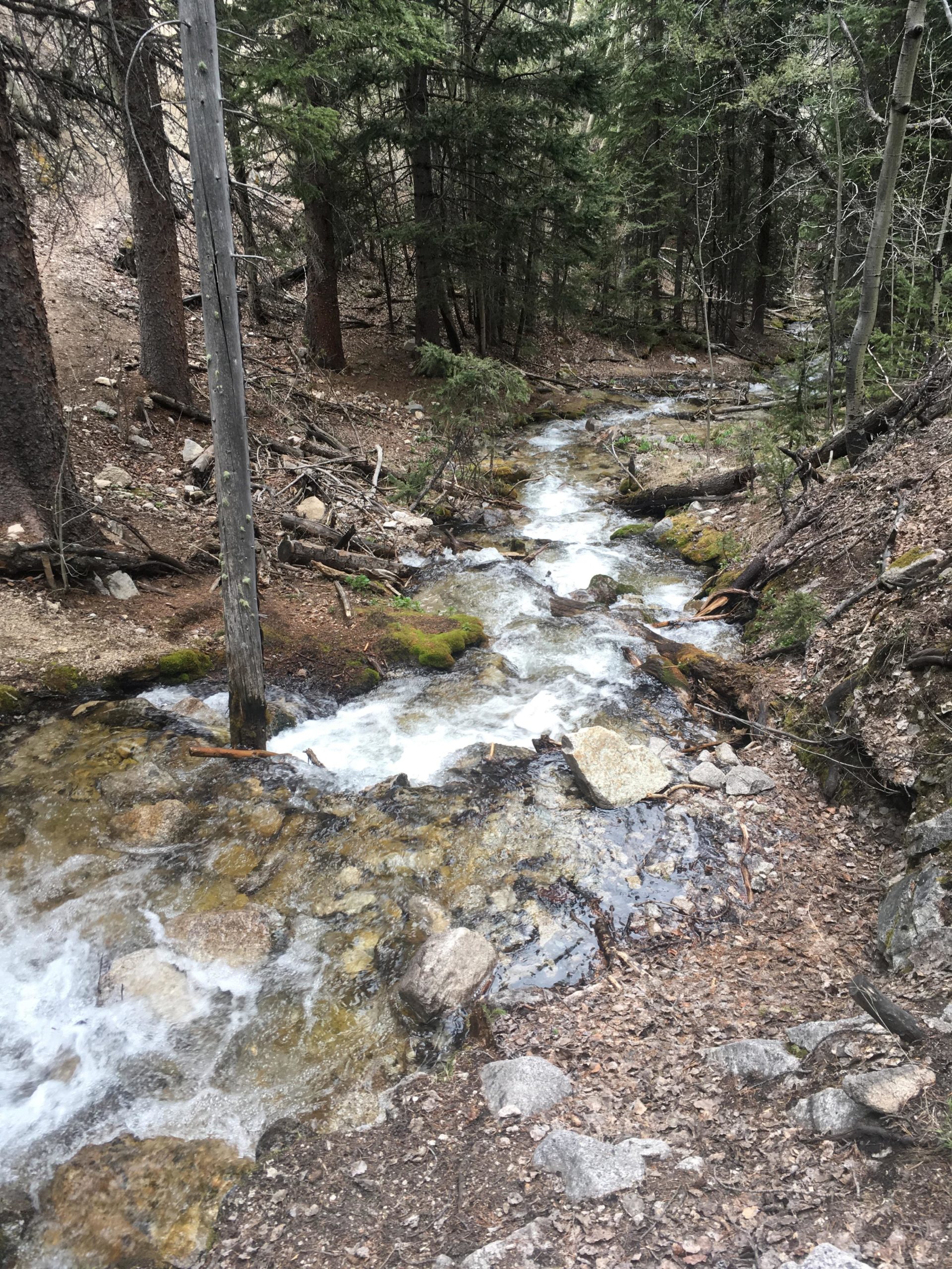 A serene forest scene featuring a gently flowing stream surrounded by tall trees and rocky terrain. The water is clear and cascades over smooth stones, while fallen branches and scattered leaves dot the ground. A utility pole is visible next to the stream, adding a subtle element of human presence to this natural landscape. Colorado Trail: Mount Princeton to Avalanche Trailhead / Collegiate Peaks Wilderness mountain bike trail.