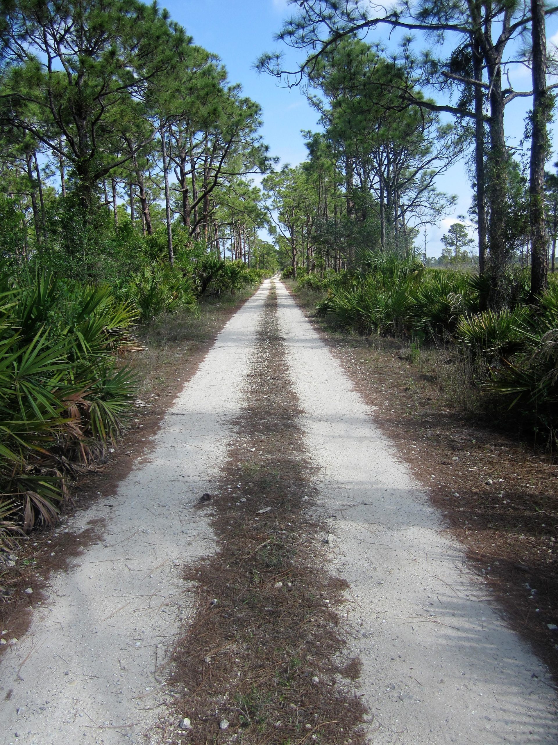 A dirt path lined by tall pine trees and lush greenery, leading into the distance under a clear blue sky. The track is bordered by low shrubs and palm-like plants, creating a serene, natural atmosphere. Tuckers Grade Out Tram Grade Back mountain bike trail.