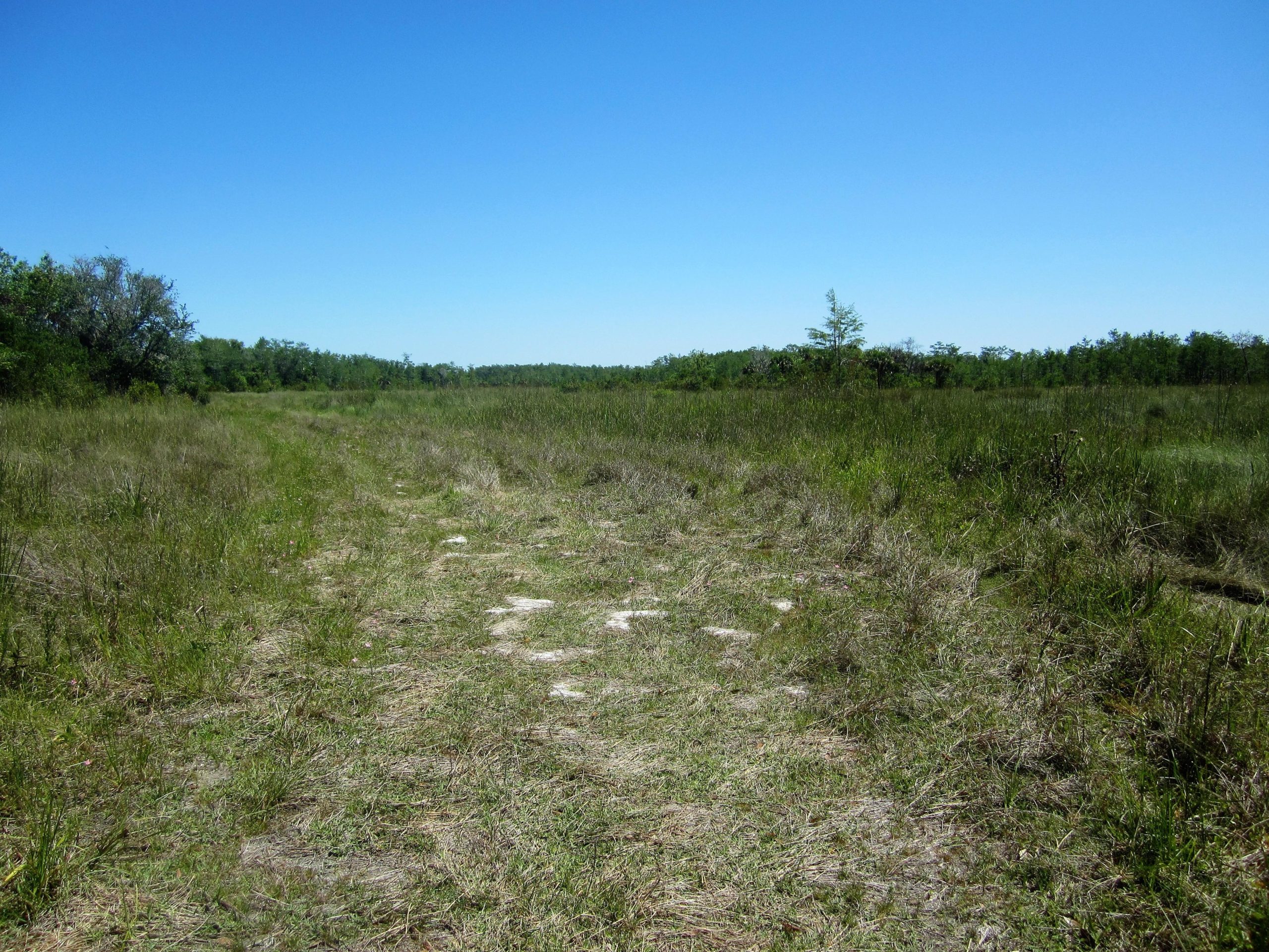 A wide-open landscape featuring a clear blue sky, with a dirt path running through tall grass and scattered vegetation on either side. Dense greenery is visible in the background, indicating the presence of trees and foliage. Jane's Senic Drive mountain bike trail.