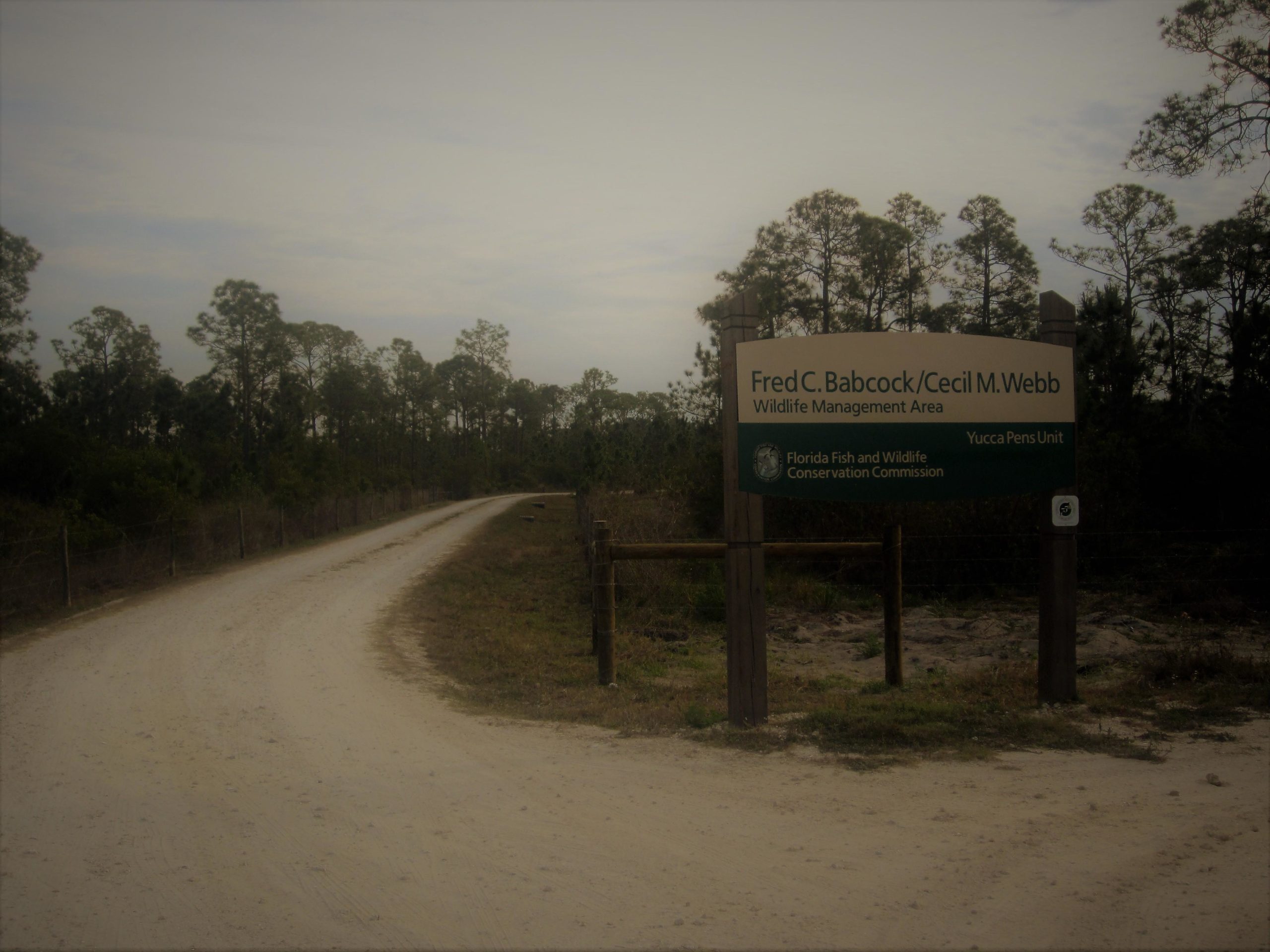 A dirt road leading into a wooded area, featuring a sign that reads "Fred C. Babcock/Cecil M. Webb Wildlife Management Area" with additional information about the Florida Fish and Wildlife Conservation Commission. The scene is surrounded by trees and a cloudy sky. Yucca Pens Unit State Wildlife Management Area mountain bike trail.