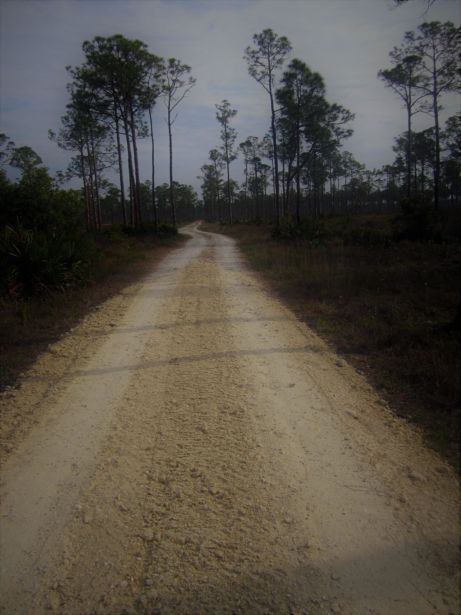 A sandy, unpaved road winding through a landscape of tall pine trees under a cloudy sky. The path is slightly overgrown with grass and features patches of dirt and small rocks, leading into the natural surroundings. Yucca Pens Unit State Wildlife Management Area mountain bike trail.