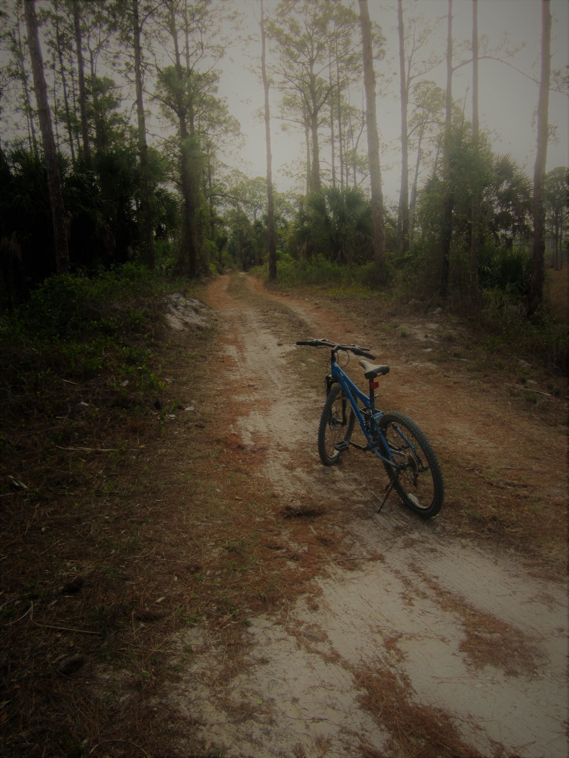 A blue mountain bike parked on a dirt path surrounded by tall pine trees and lush greenery in a forested area. The scene is slightly overcast, creating a calm and serene atmosphere. Yucca Pens Unit State Wildlife Management Area mountain bike trail.