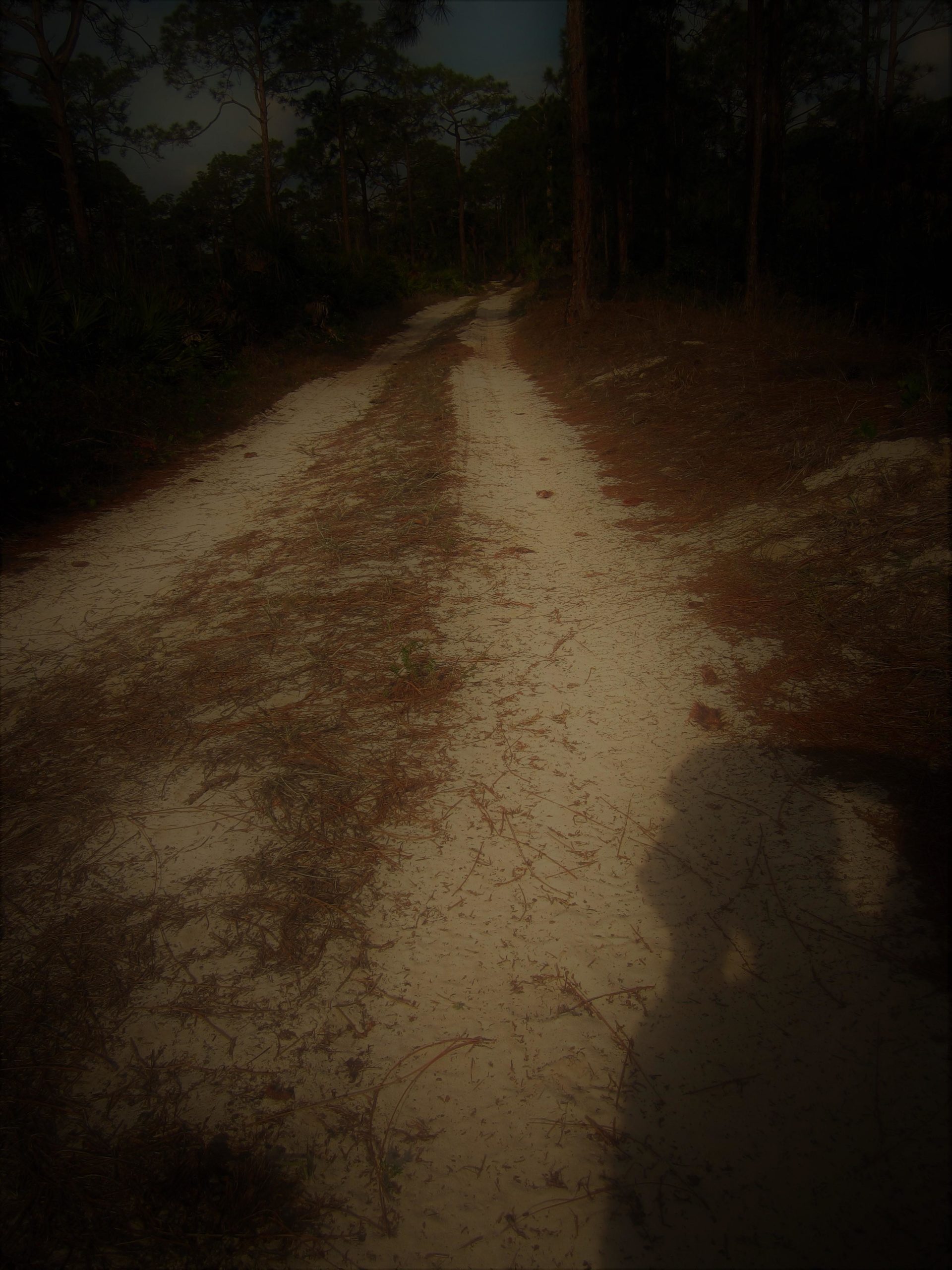 A winding dirt path surrounded by trees, with patches of sandy soil and scattered pine needles along the edges. The scene is slightly shadowed, creating a mysterious atmosphere. Yucca Pens Unit State Wildlife Management Area mountain bike trail.