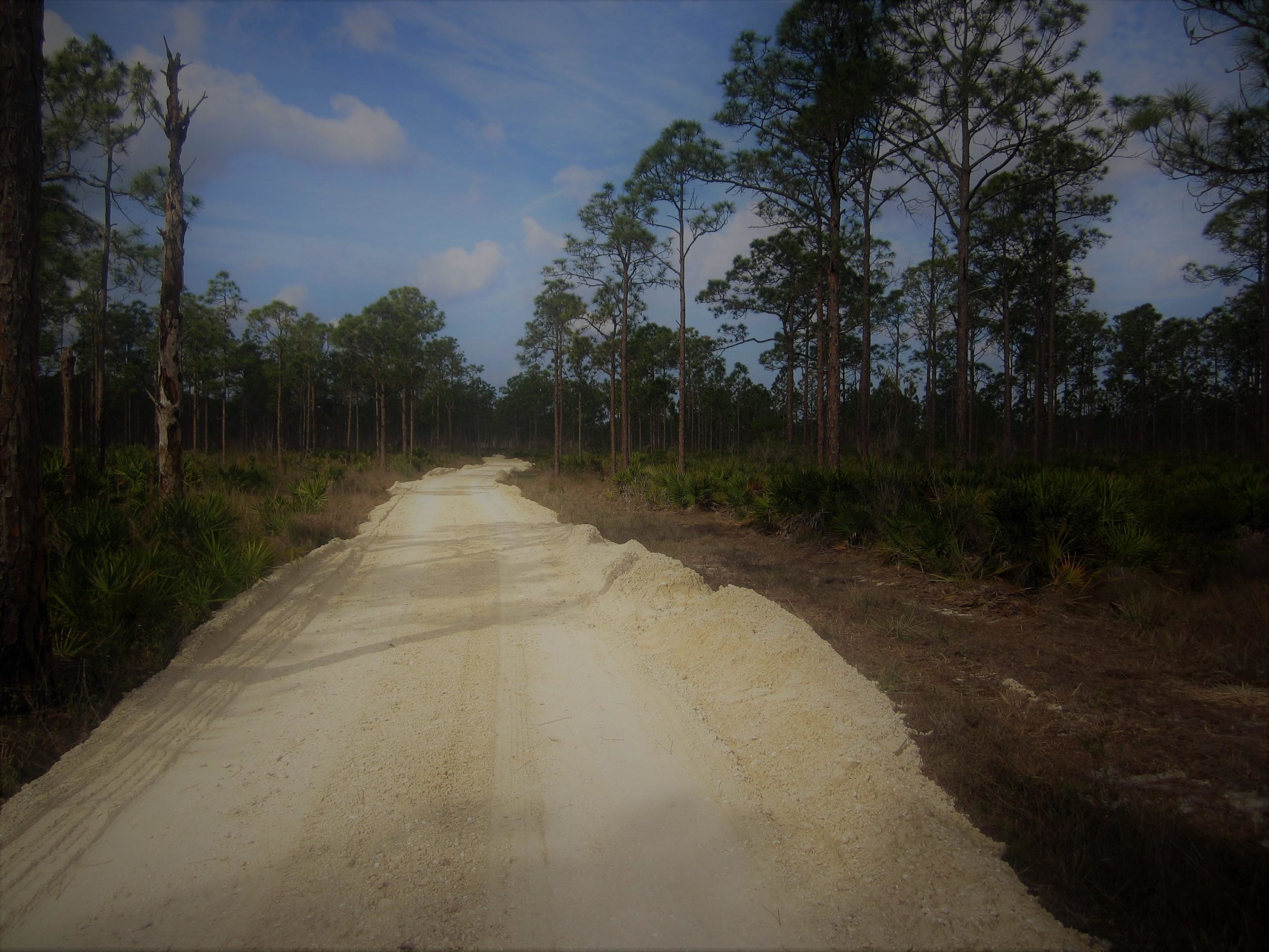 A dusty, unpaved road winding through a forested area with tall pine trees on either side, under a partly cloudy sky. The pathway is lined with sandy soil and patches of shrubs and low vegetation, suggesting a remote natural setting. Yucca Pens Unit State Wildlife Management Area mountain bike trail.