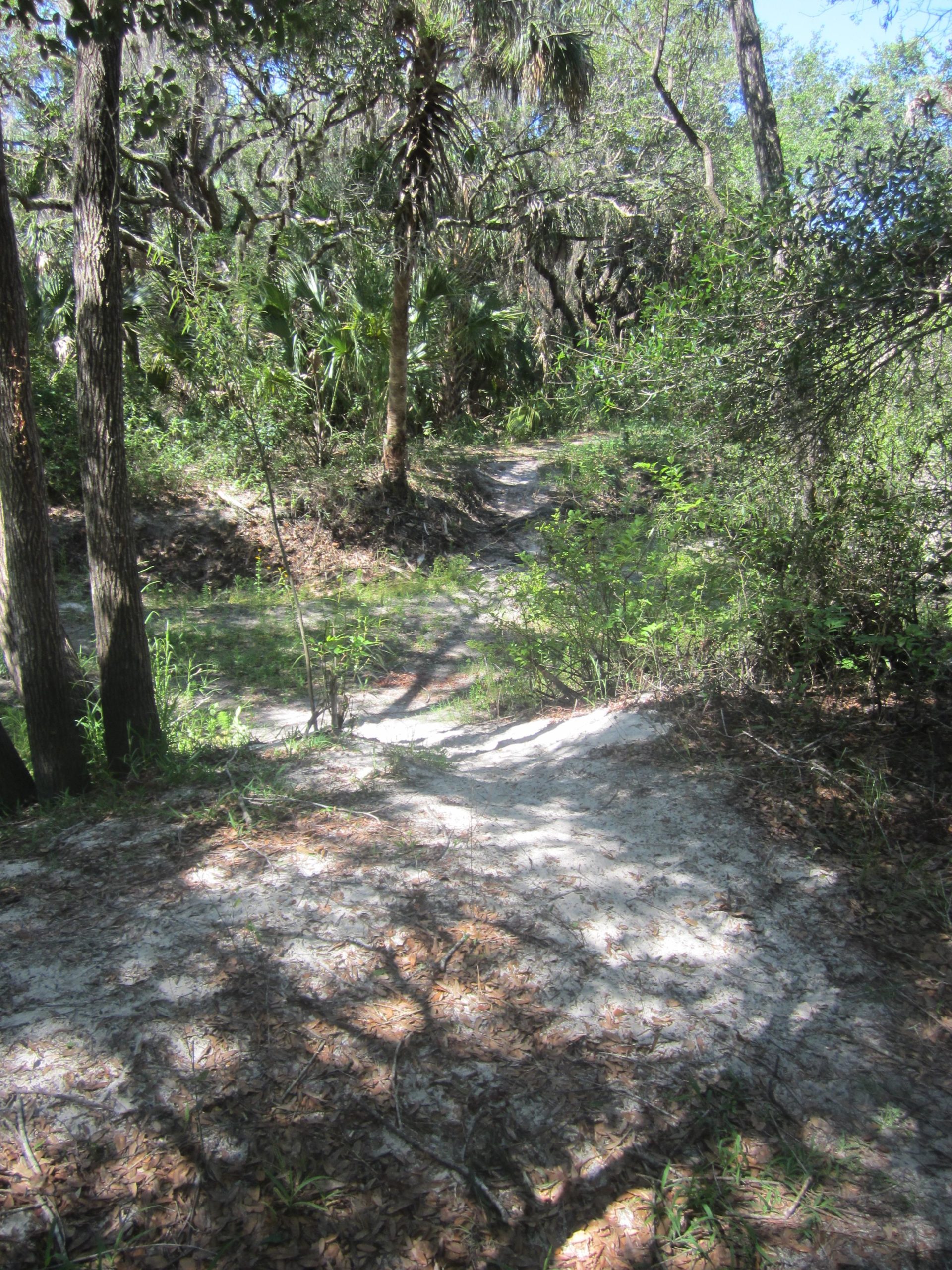 A winding dirt path through a lush forest, surrounded by dense green foliage and tall trees, with sunlight filtering through the branches. South Power Line   Well Road mountain bike trail.