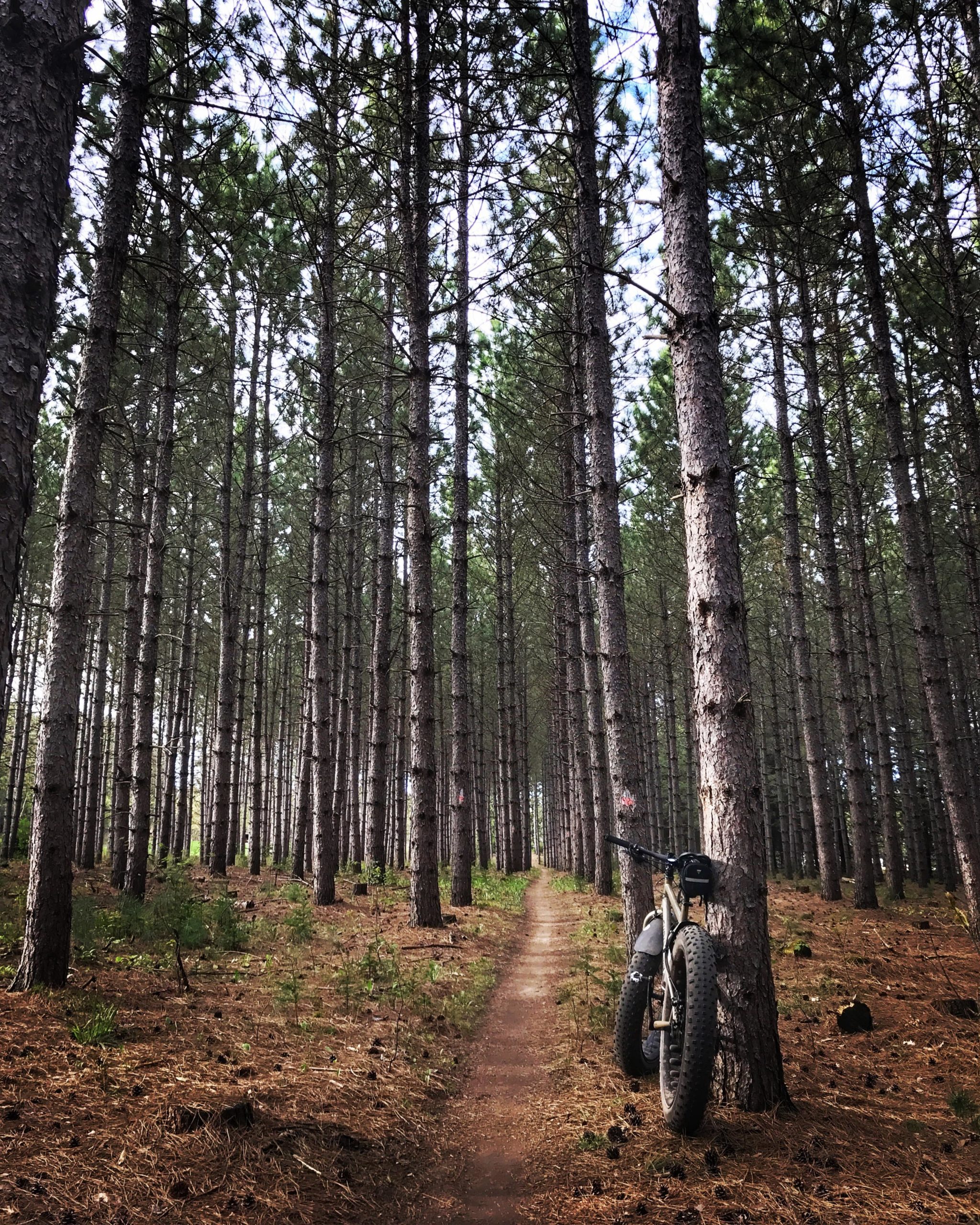 A fat tire bicycle leaned against a tree on a narrow dirt path winding through a dense forest of tall pine trees. The ground is covered in pine needles and small plants, with sunlight filtering through the tree canopy above. Nine Mile mountain bike trail.