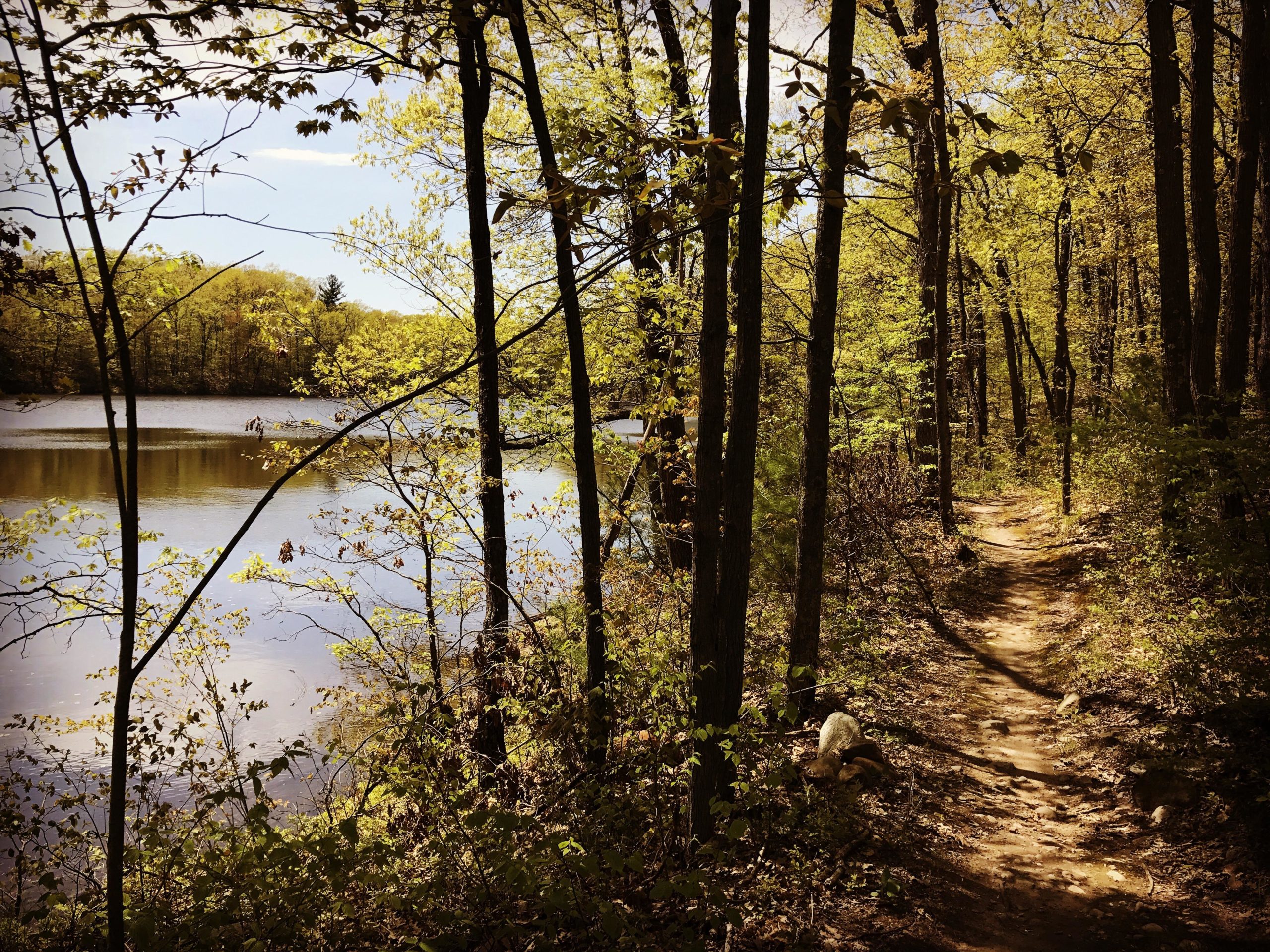A scenic walking path along a tranquil lake, surrounded by lush green trees and under a clear blue sky. A dog can be seen on the trail near the water's edge, adding to the peaceful outdoor atmosphere. Hickory Ridge mountain bike trail.