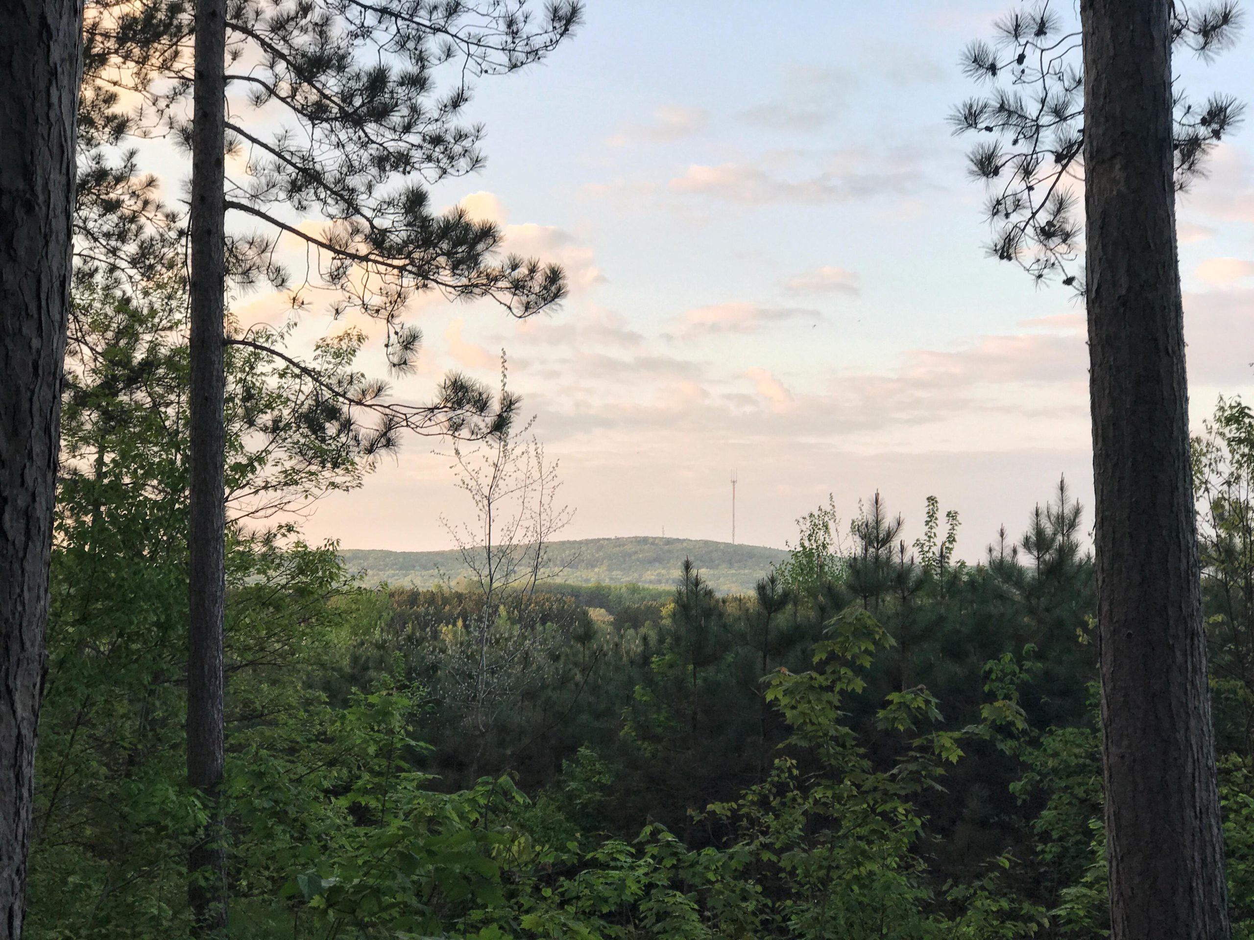 A scenic view of a forested landscape with tall trees in the foreground, overlooking a hill with a communication tower in the distance. The sky is partly cloudy, reflecting soft morning or evening light. Nine Mile mountain bike trail.