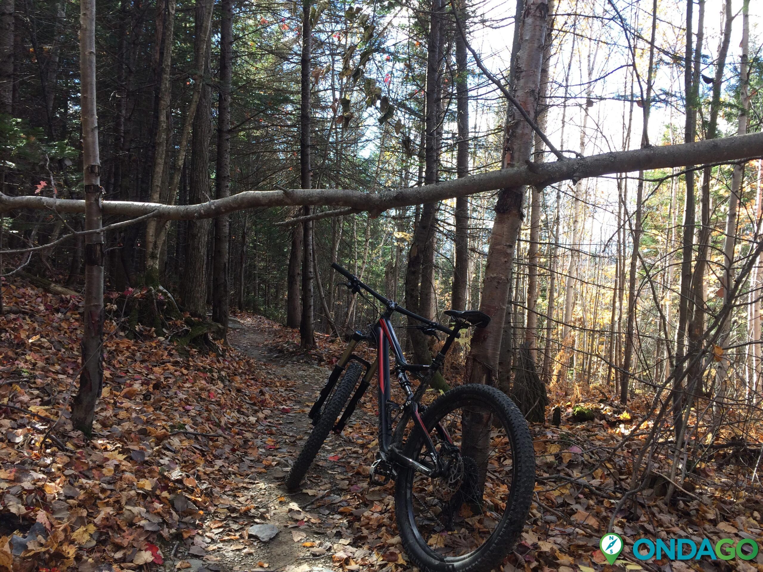 Specialized Stumpjumper FSR 6Fattie: A mountain bike resting on a forest trail covered with autumn leaves, surrounded by tall trees. A fallen branch crosses the path, indicating the natural beauty and challenges of outdoor biking adventures.