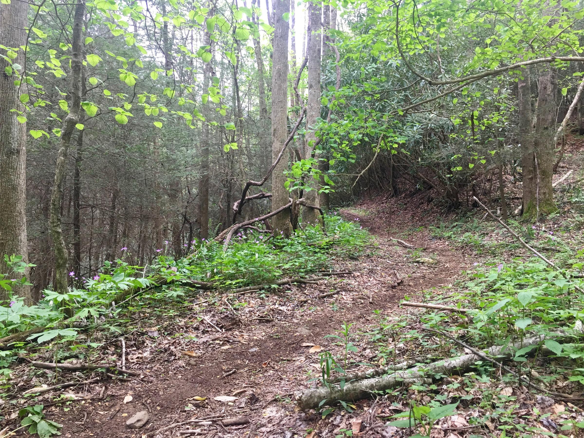 A narrow dirt path winds through a lush forest, surrounded by tall trees and vibrant green foliage. Small purple flowers peek through the underbrush, adding color to the earthy tones of the scene. Sunlight filters through the canopy above, creating a serene and tranquil atmosphere in the woodland setting. Pinhoti Trail: Mountaintown Creek Segment mountain bike trail.